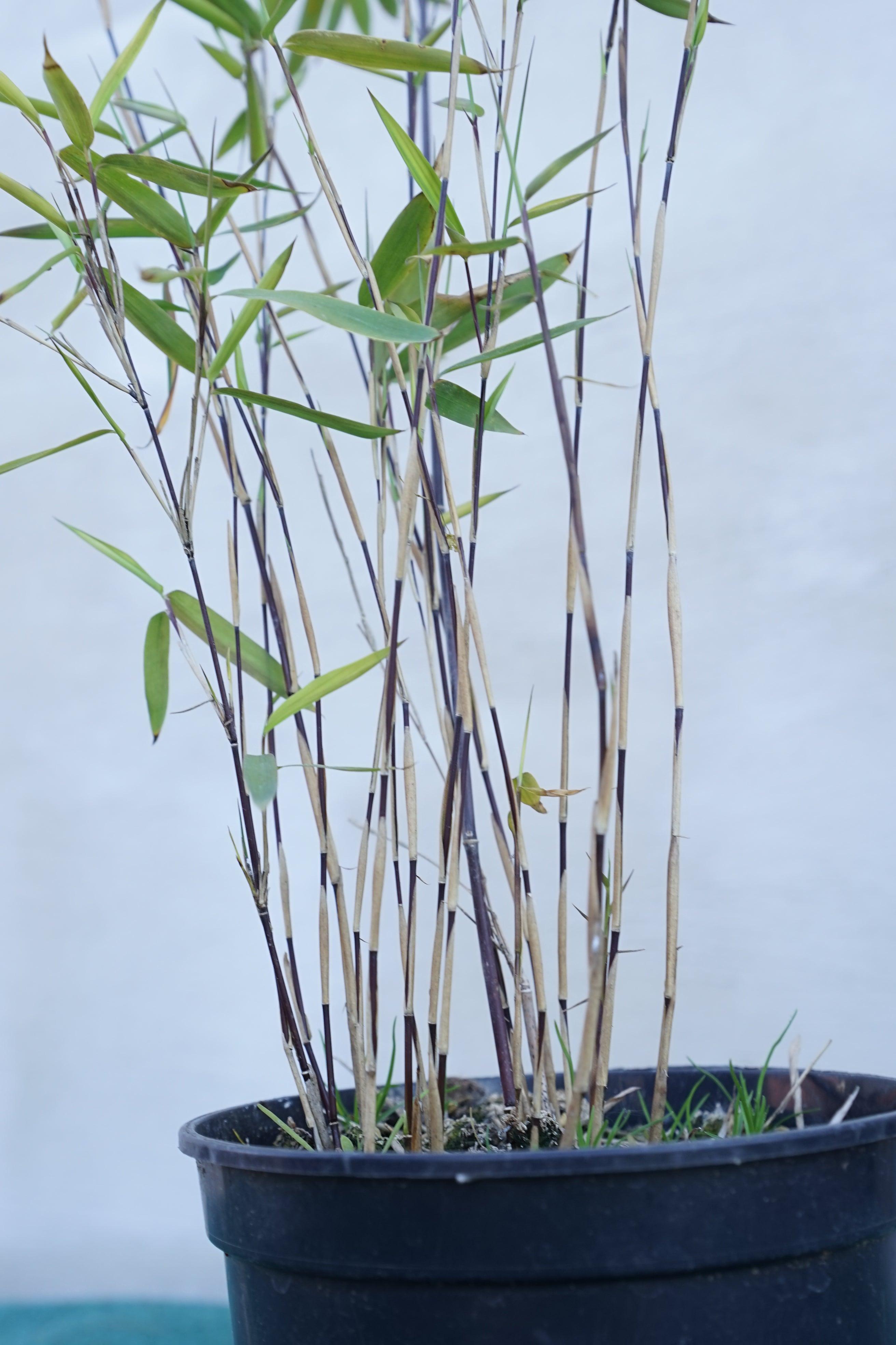 Kopie von Dianella Bluestream - Ziergras - Image