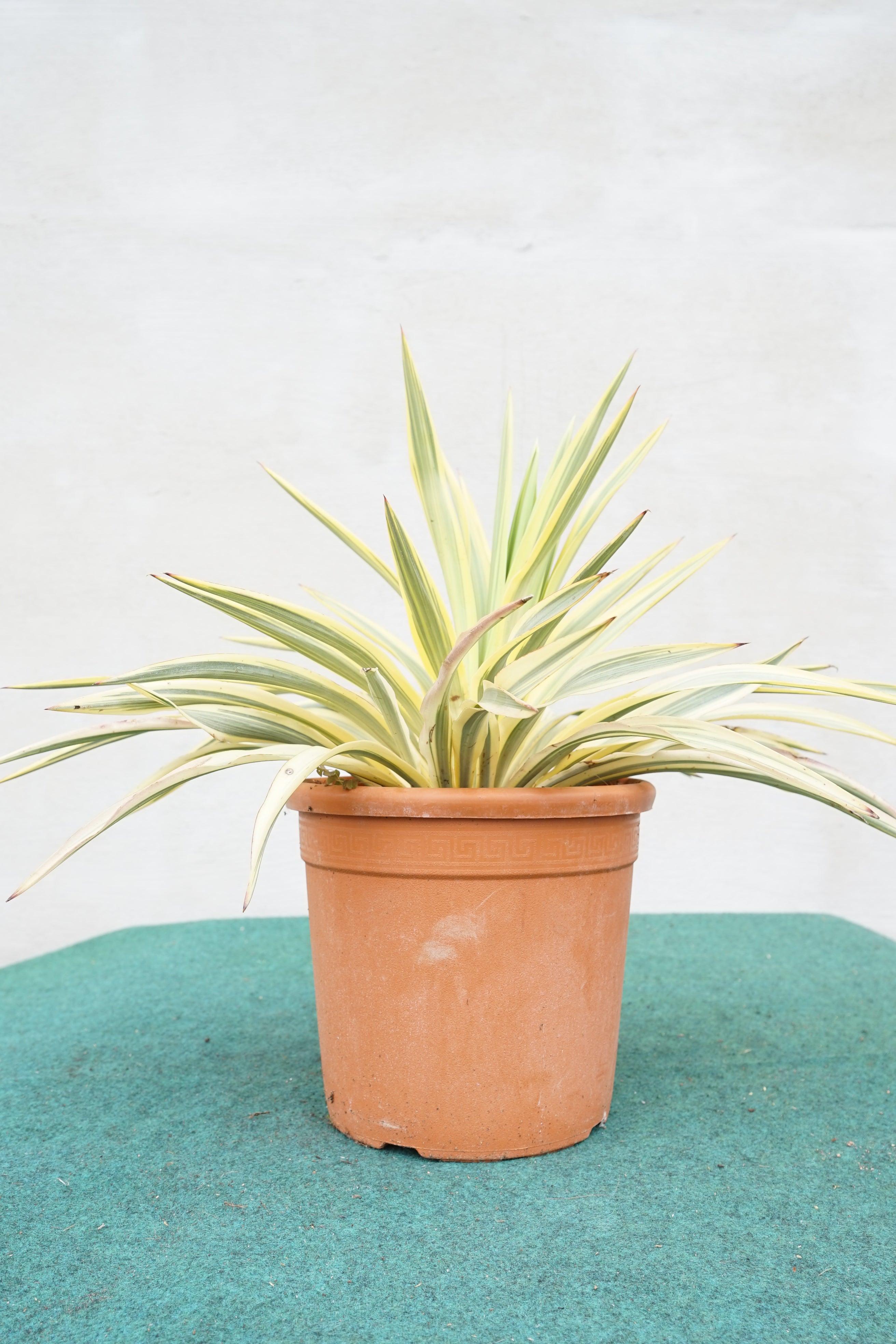 Yucca gloriosa &
