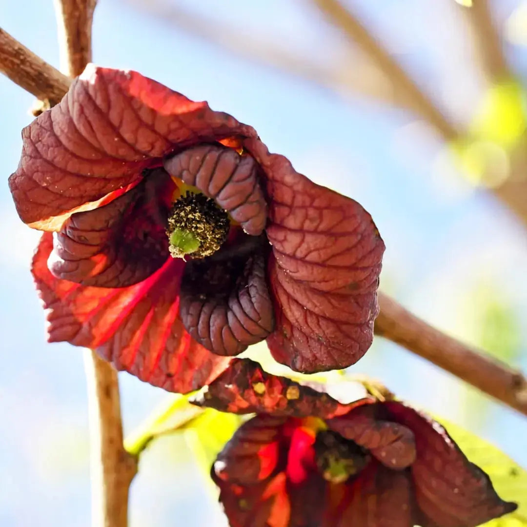 Asimina triloba &