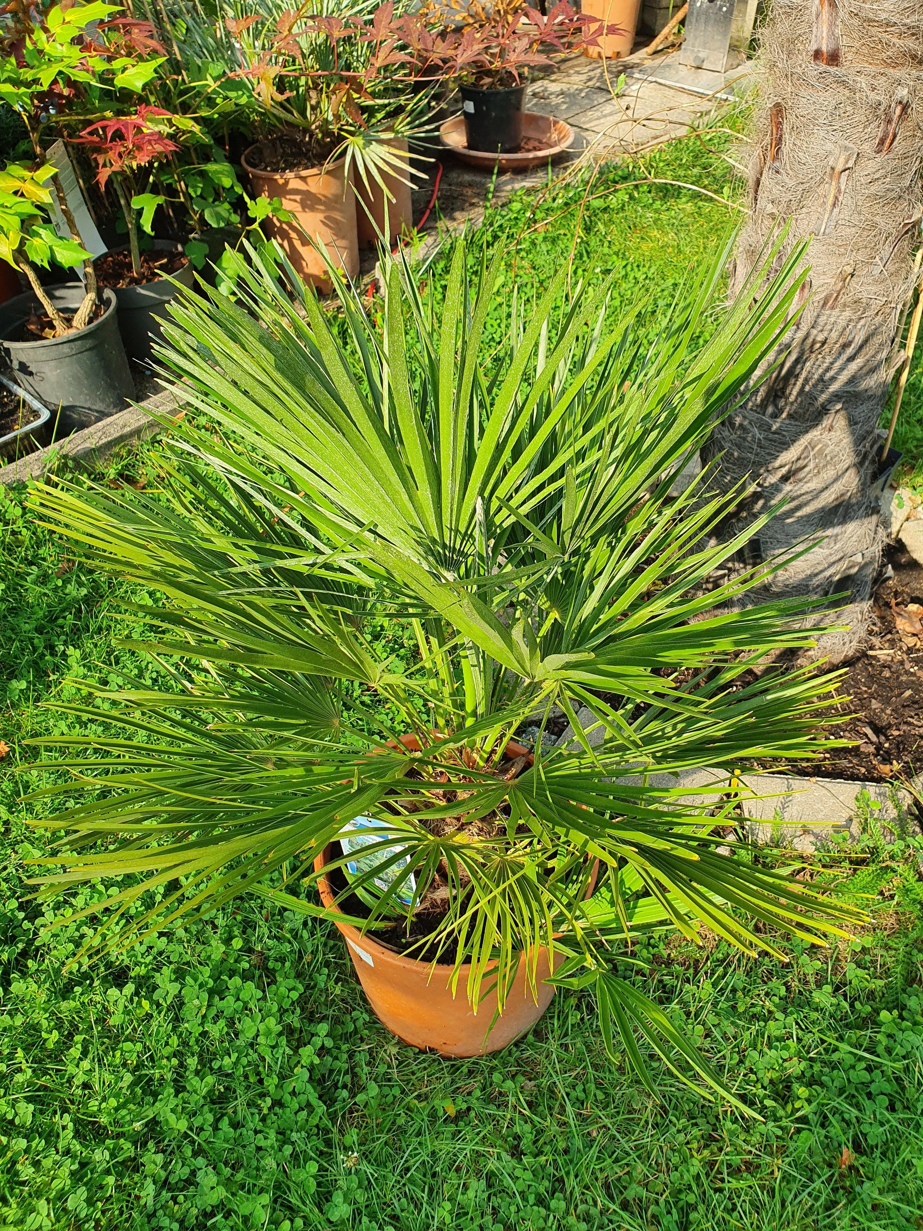 Chamaerops humilis - Europäische Zwergpalme - Image