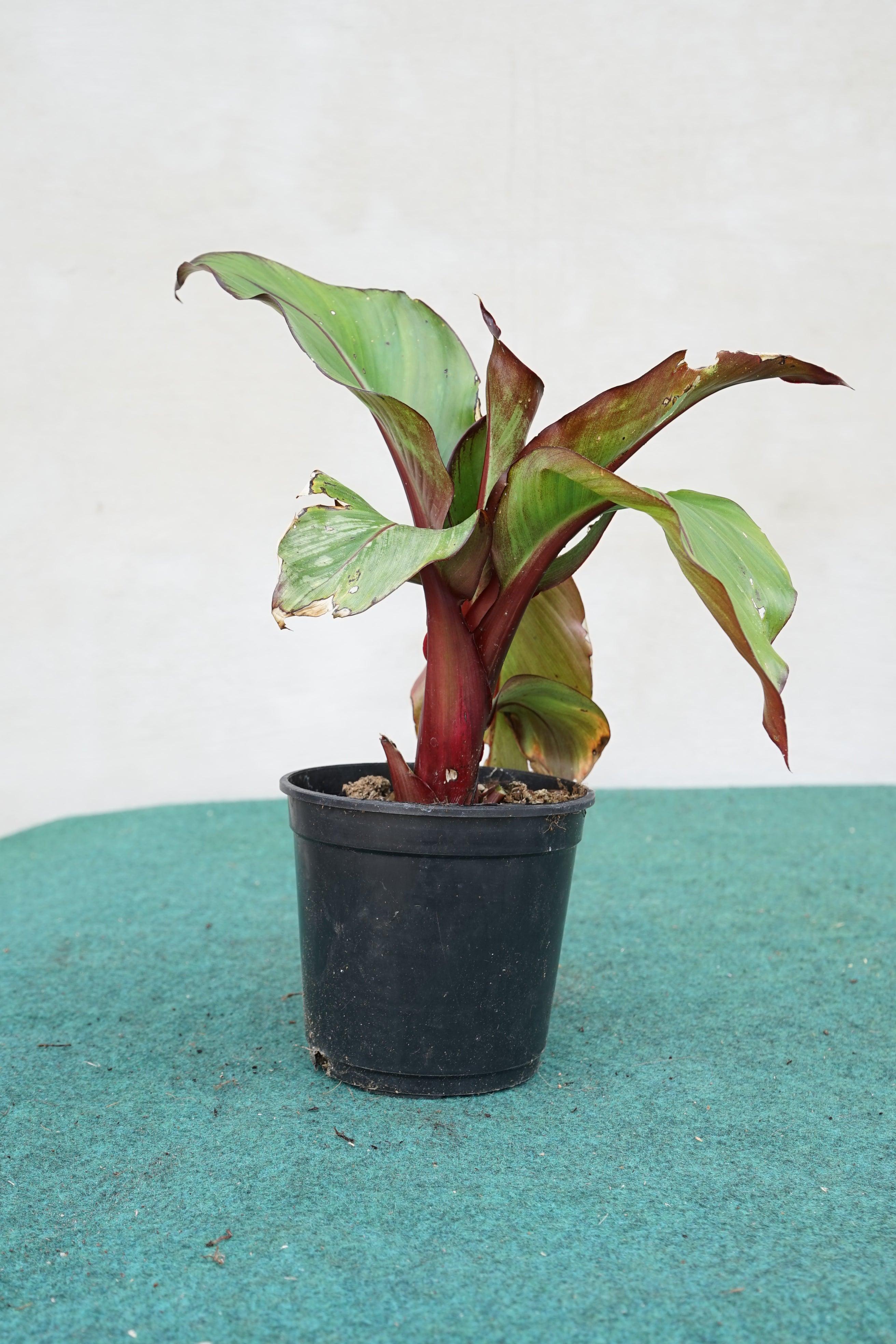 Ensete ventricosum Maurelii - Abyssian Banane - Image