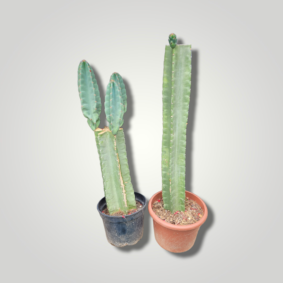 Cereus peruvianus - Säulenkaktus - Image