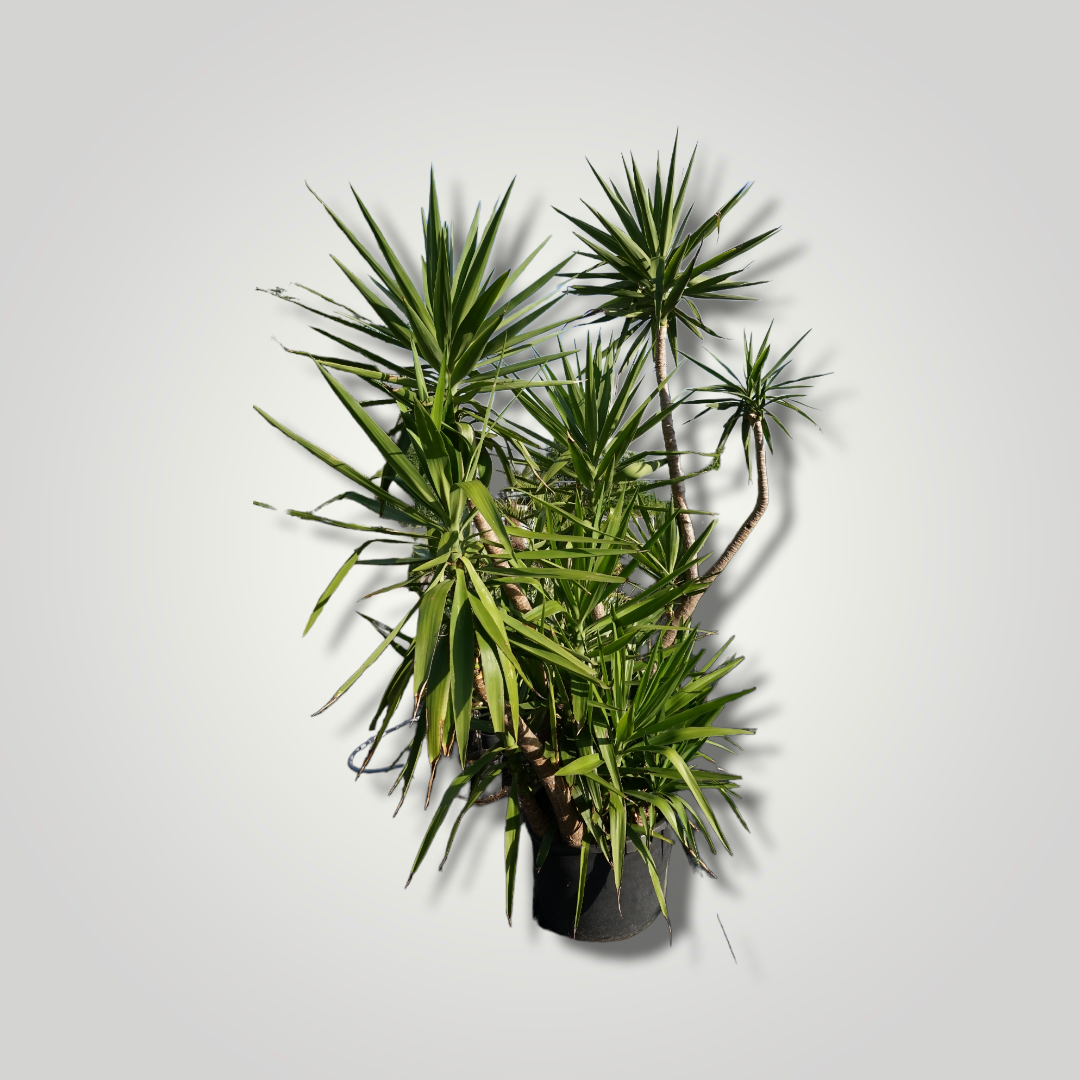Yucca elephantipes - Riesenpalmlilie - Image