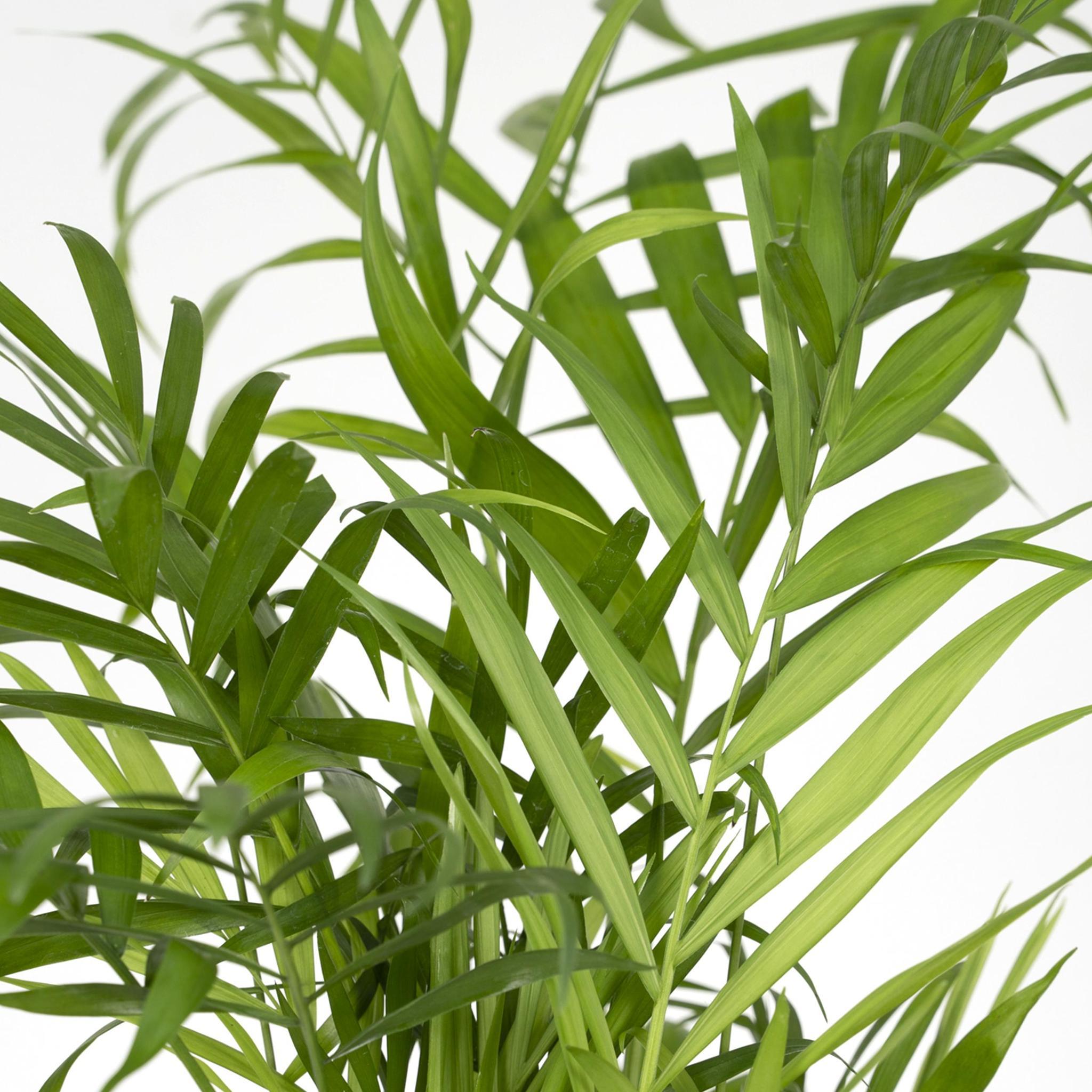 Chamaedorea Elegans - Mexicaanse Bergpalm - 40cm - Ø12 - Image