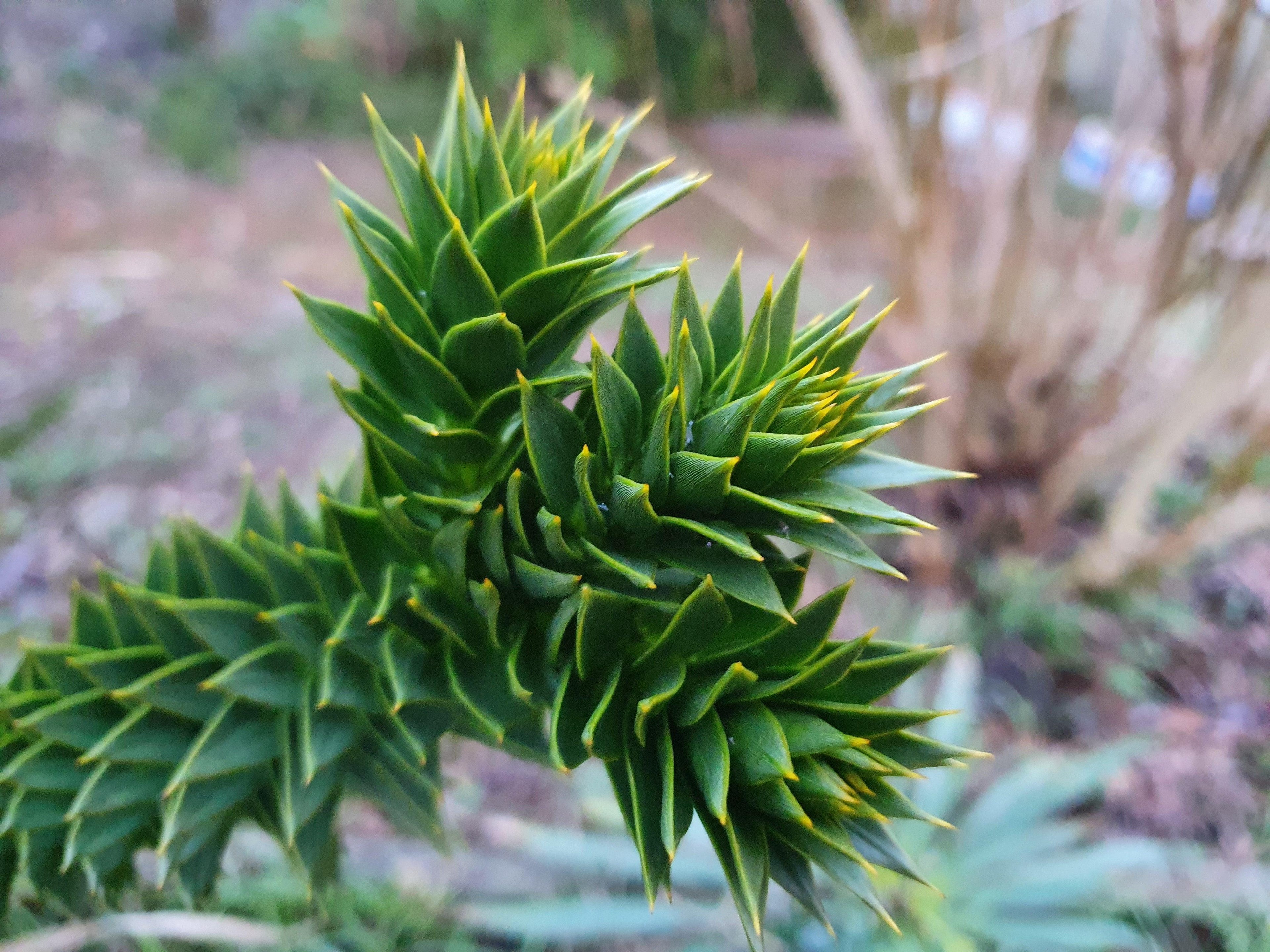 Araucaria araucana - Chilenische Schlangentanne Gehölze &amp; Sträucher Sachsenpalmen 