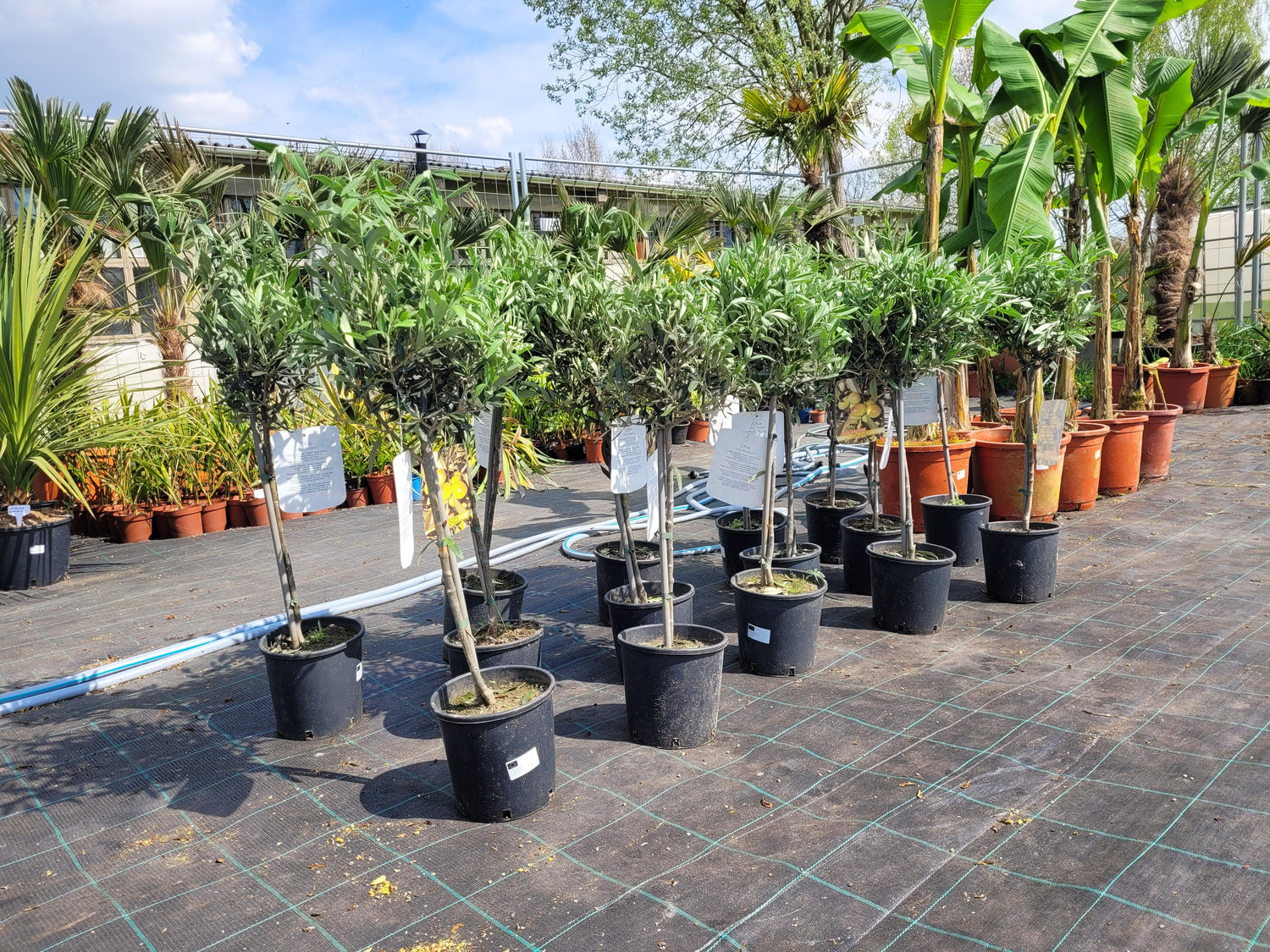 Olea europea - Olivenbaum Ölbaum - Image