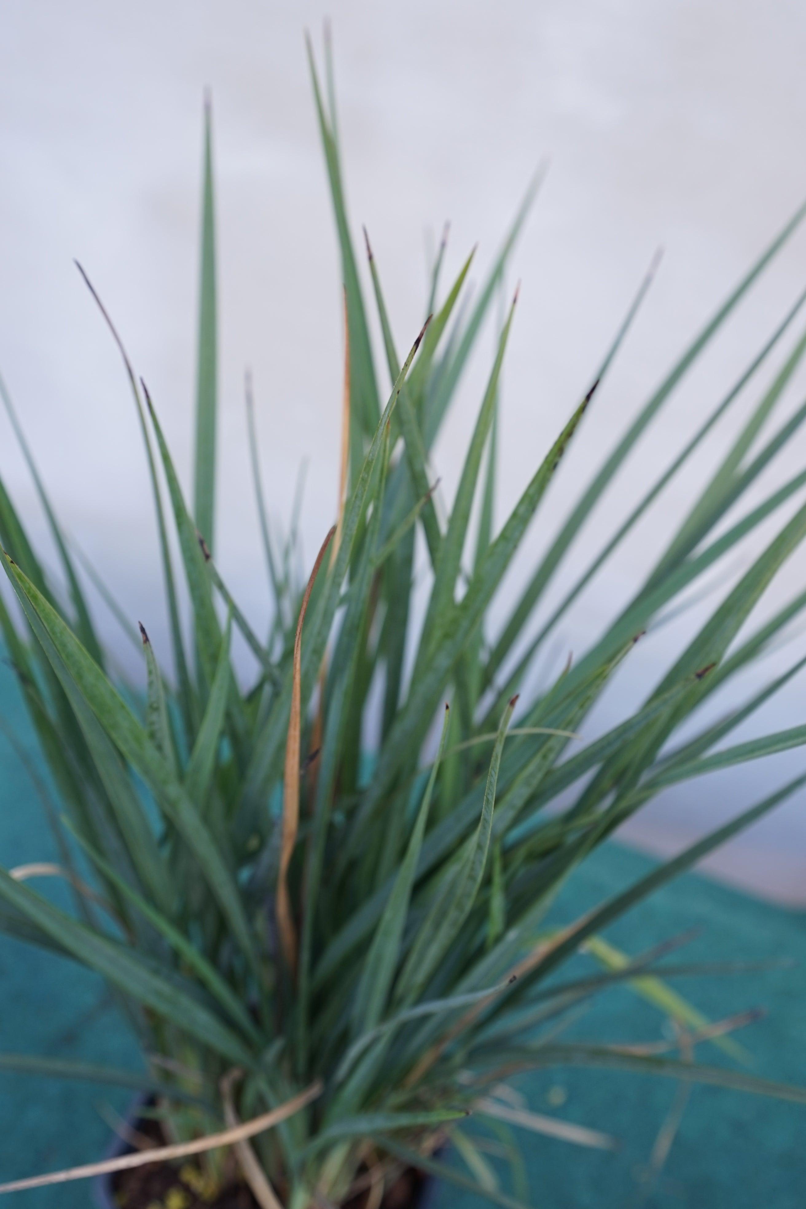 Dianella revoluta &
