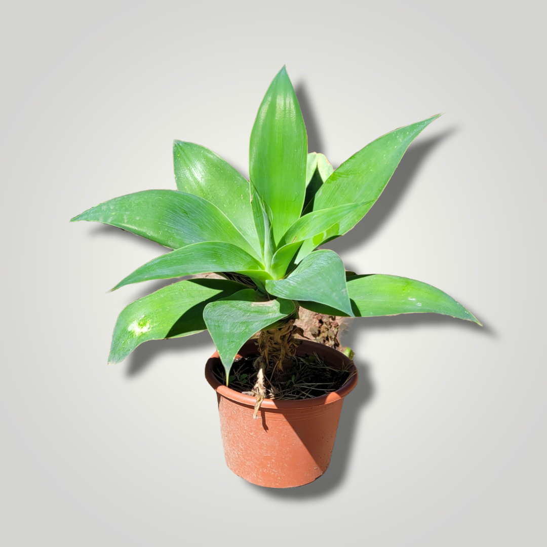 Agava attenuata - Drachenbaum Agave - Image