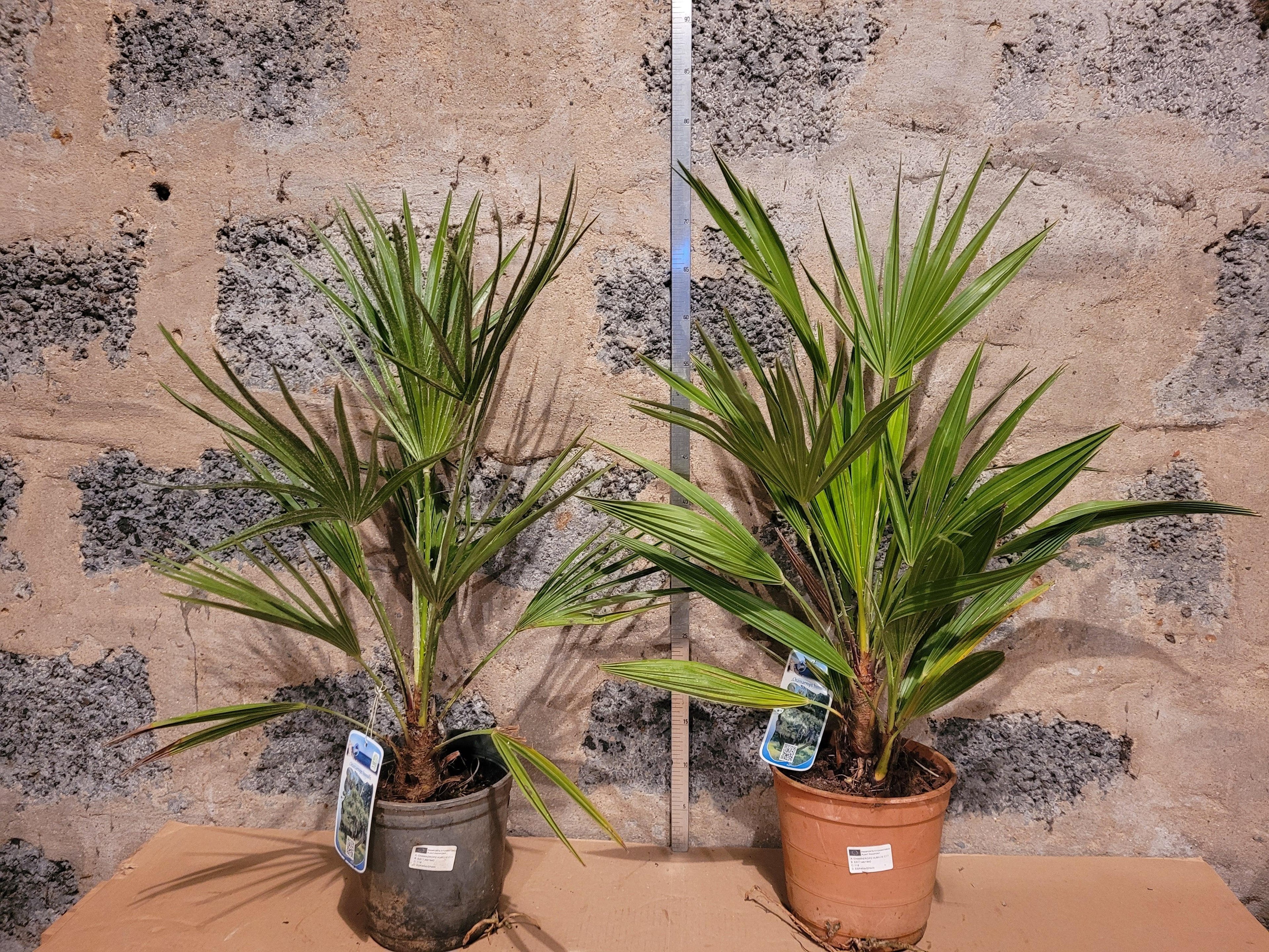 Chamaerops humilis - Europäische Zwergpalme - Image