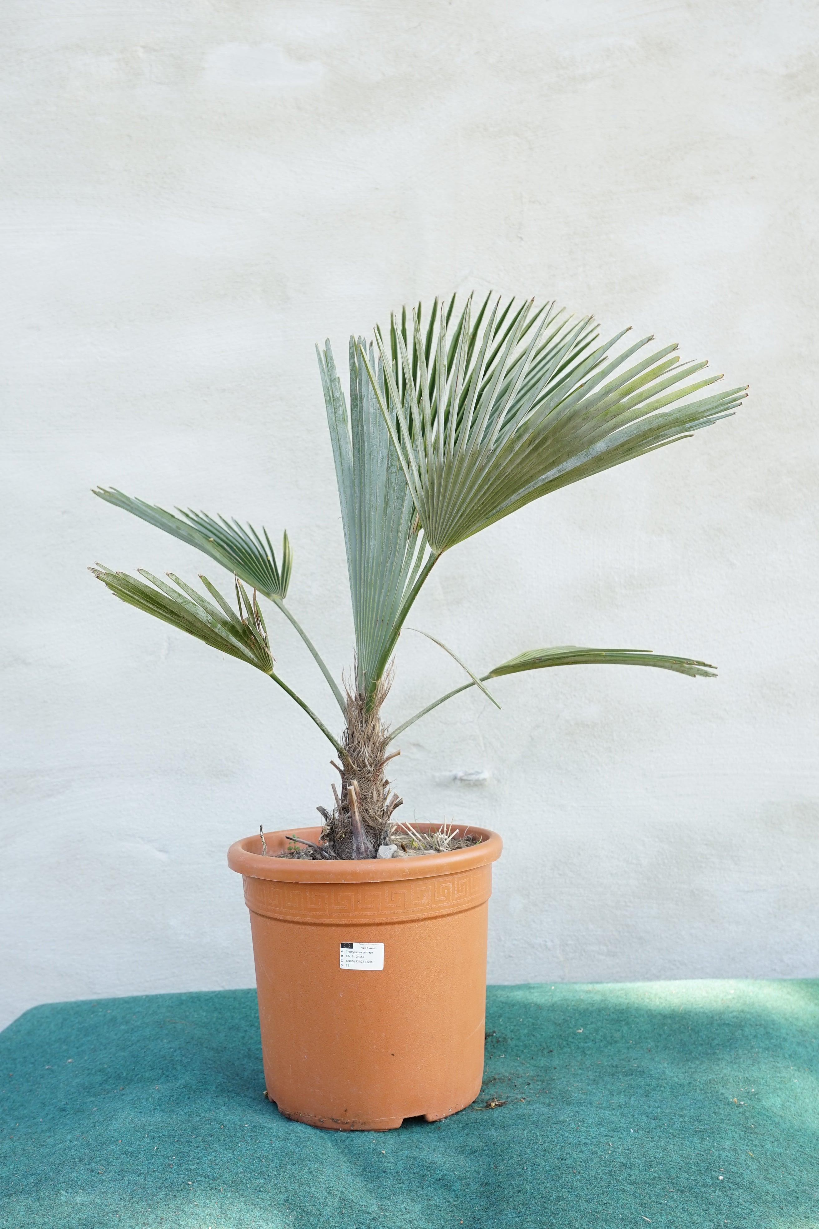 Trachycarpus princeps - Marmorhanfpalme - Image