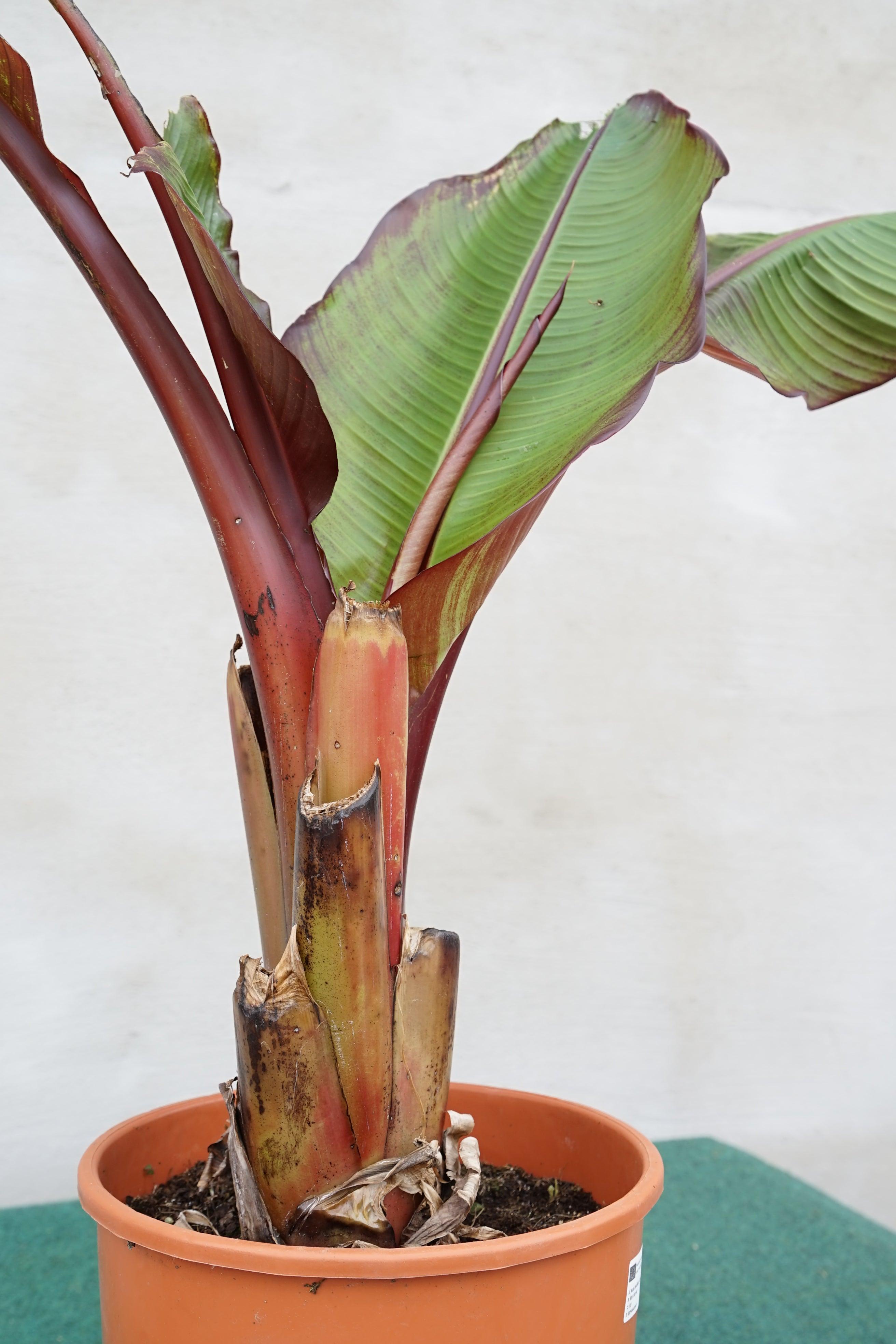 Ensete ventricosum Maurelii - Abyssian Banane - Image