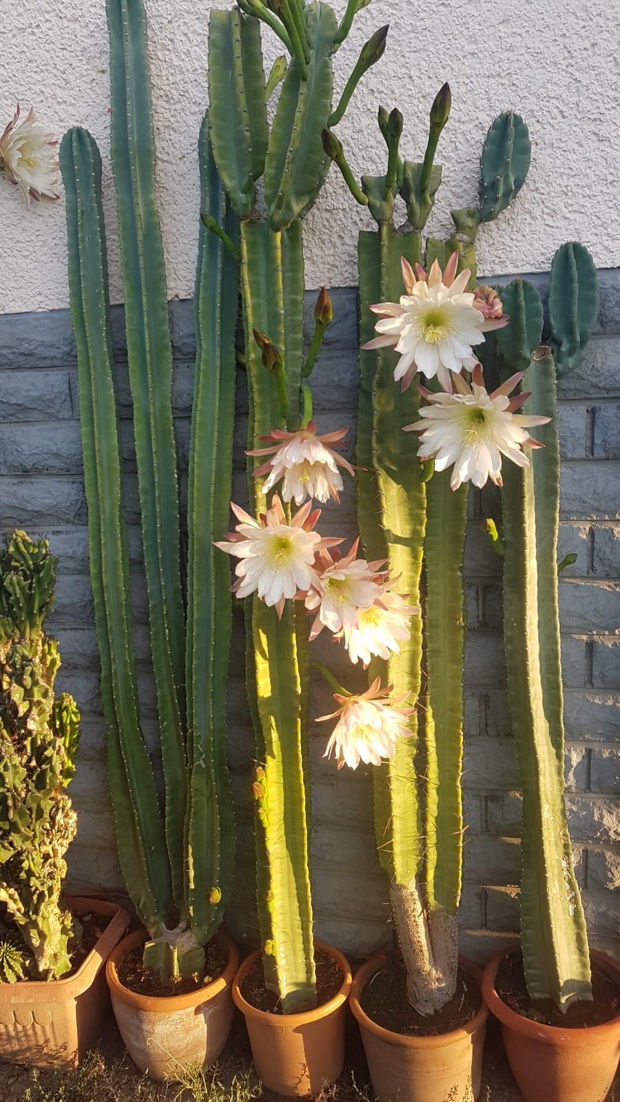 Cereus peruvianus - Säulenkaktus - Image 