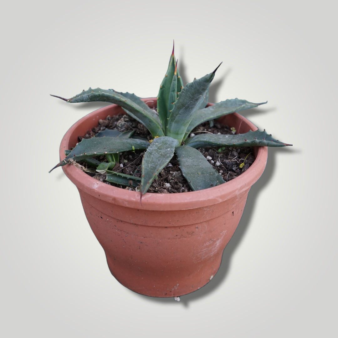 Agave parryi sp. parryi - Winterharte Agave - Image