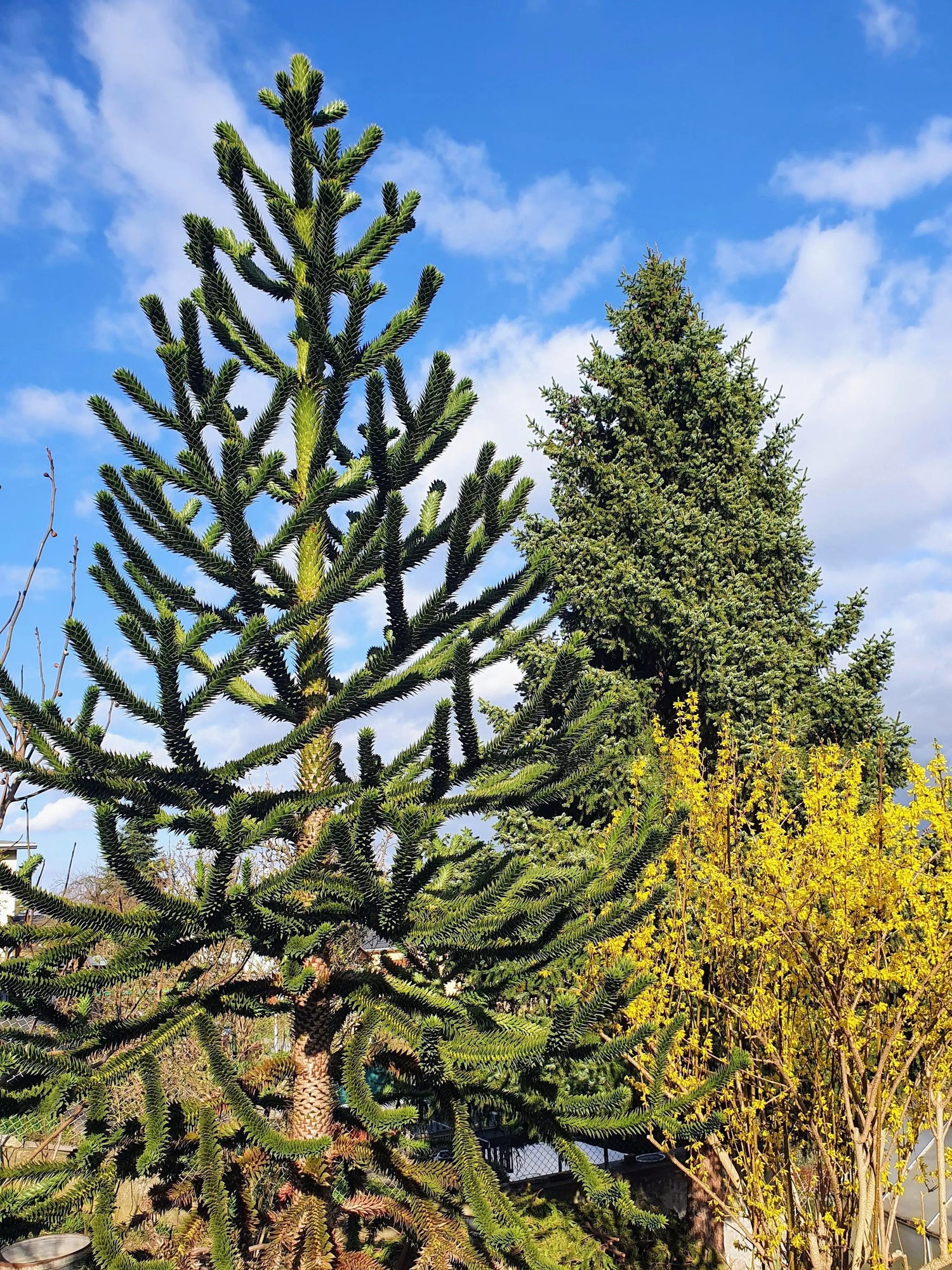 Araucaria araucana - Chilenische Araukarie - Image