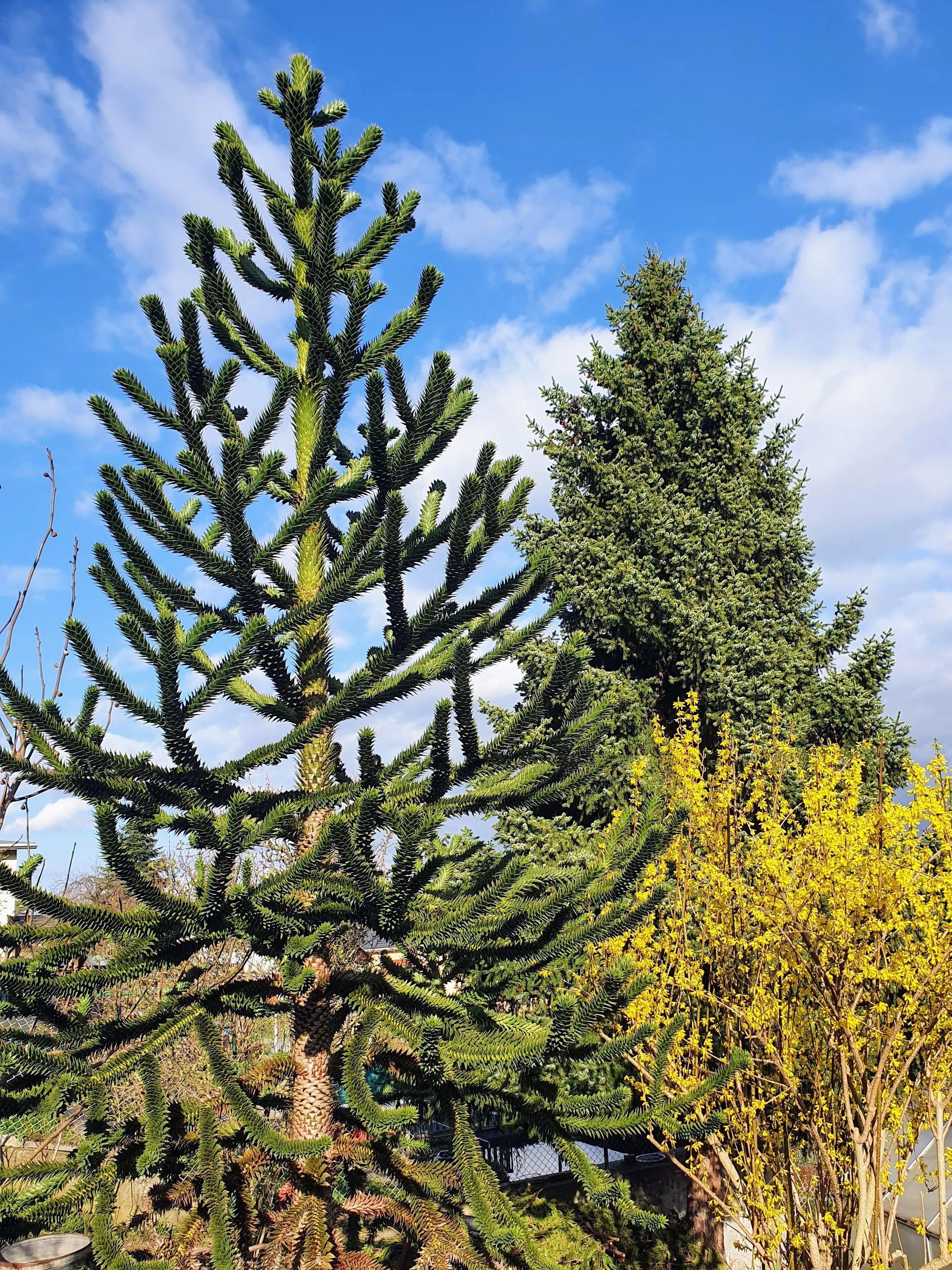 Araucaria araucana - Chilenische Araukarie - Image 