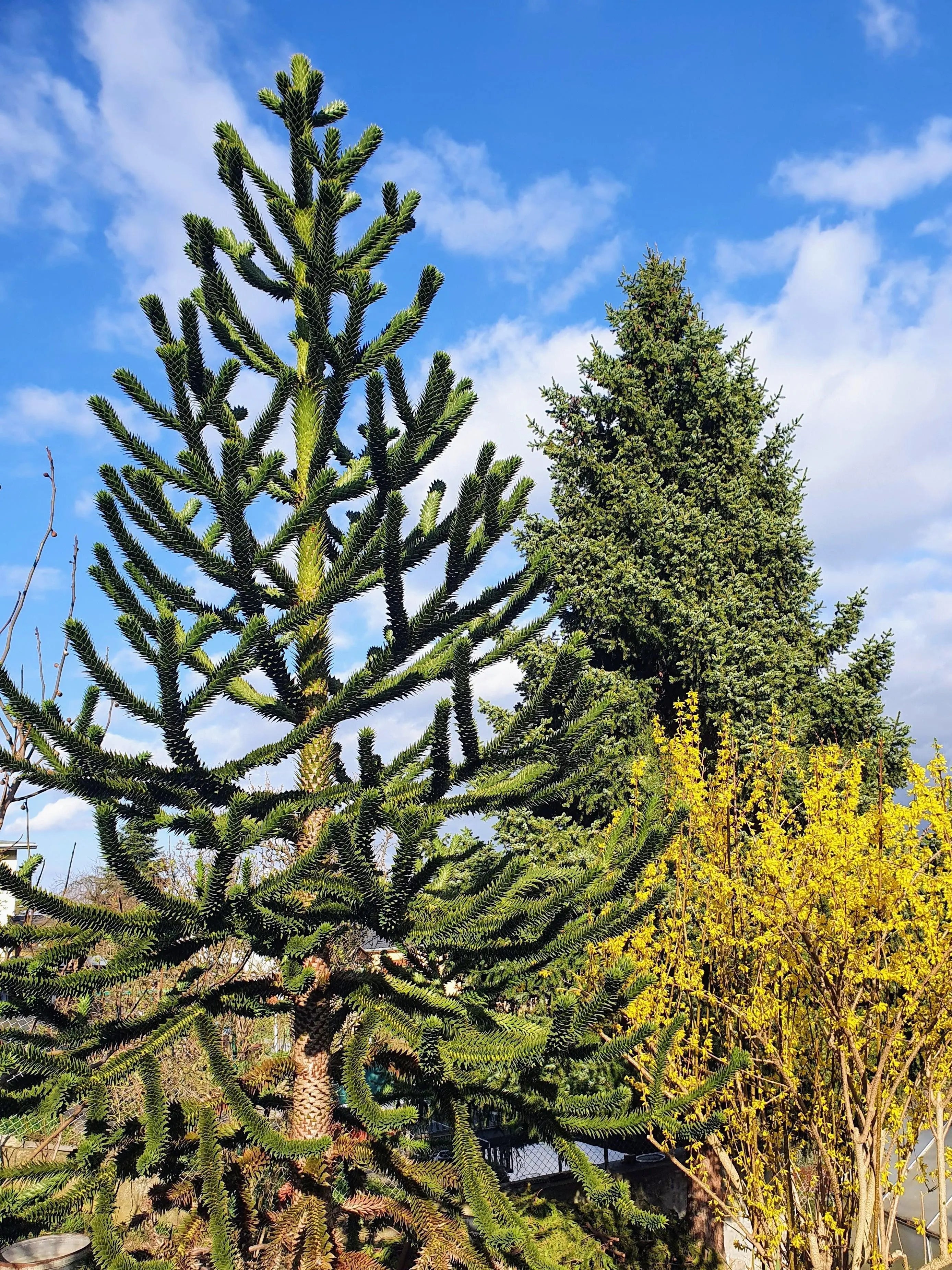 Araucaria araucana - Chilenische Araukarie - Image