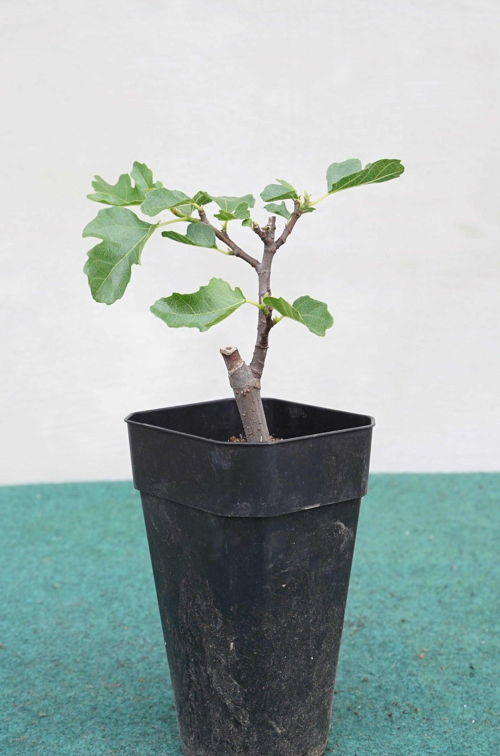 Ficus carica &