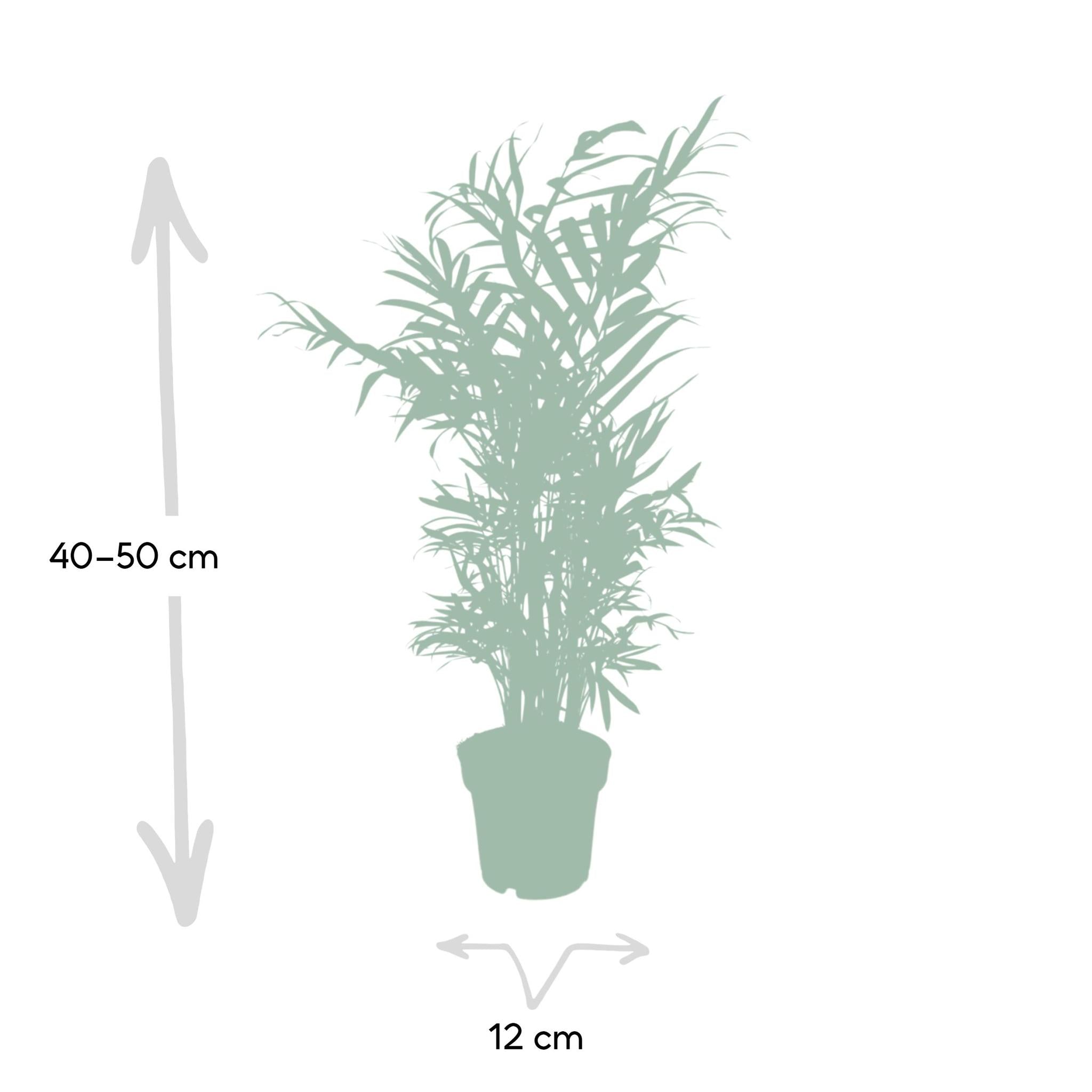 Chamaedorea Elegans - Mexicaanse Bergpalm - 40cm - Ø12 - Image