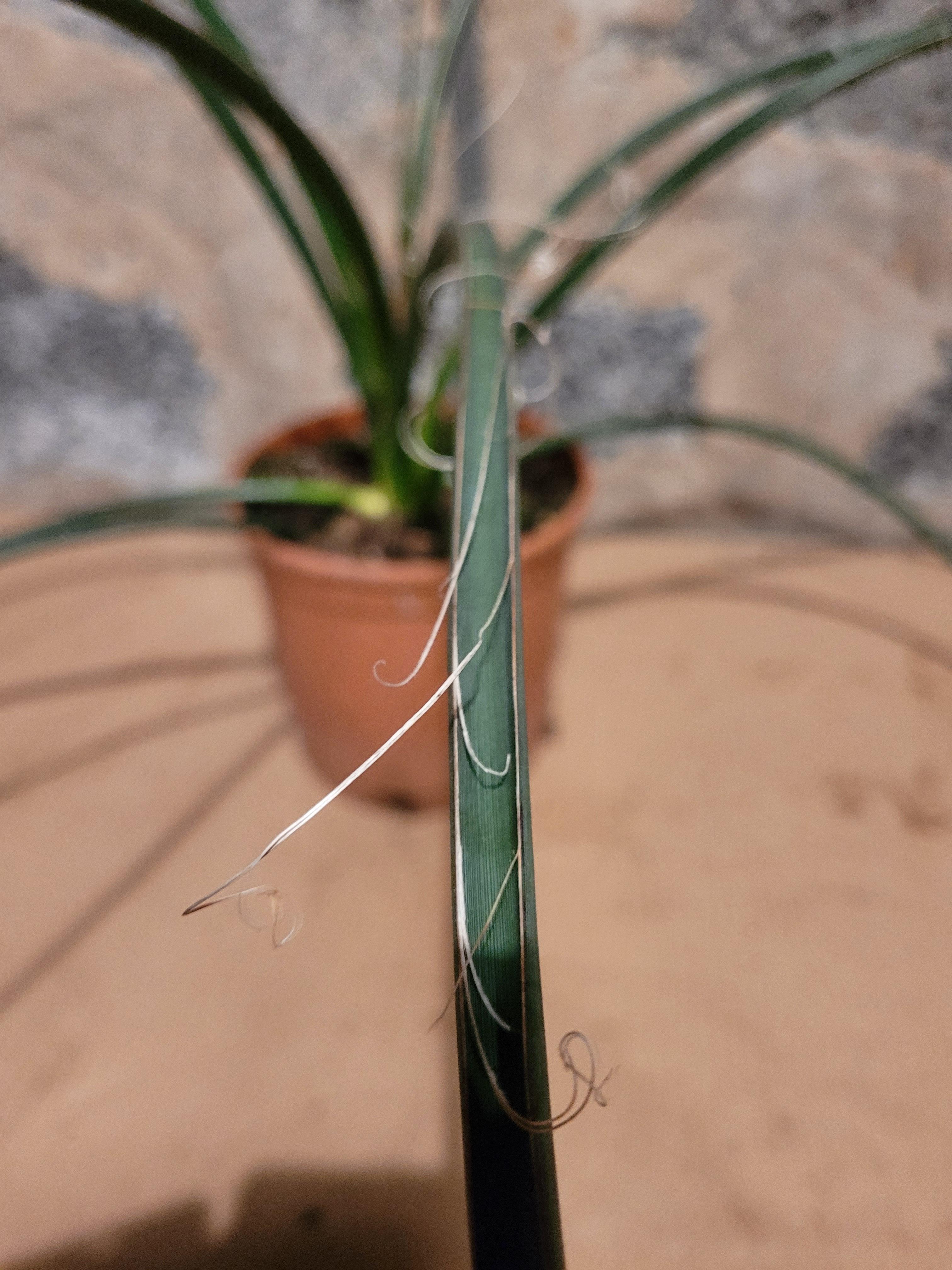 Hesperaloe parviflora - Stammlose Yucca - Image