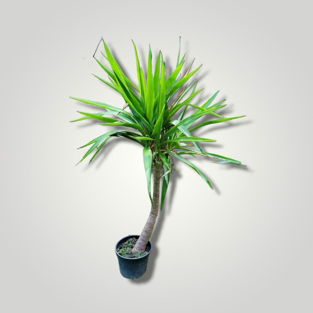 Yucca elephantipes - Riesenpalmlilie - Image