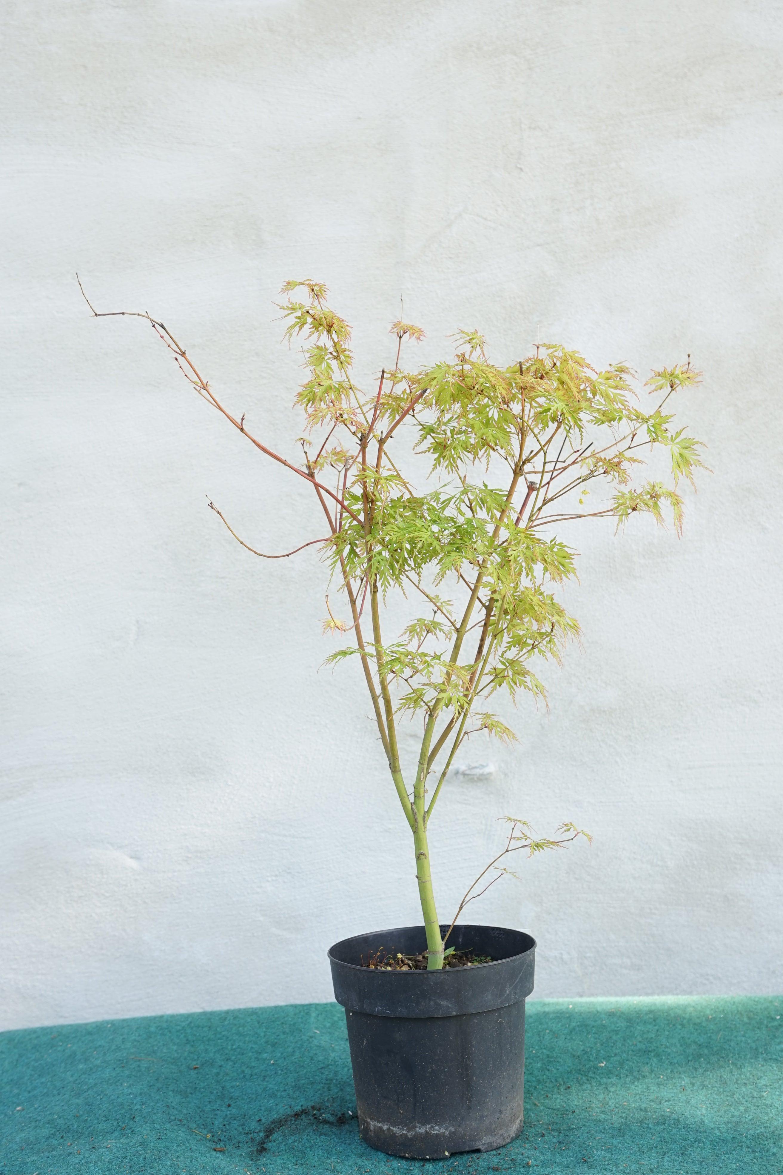 Acer palmatum &