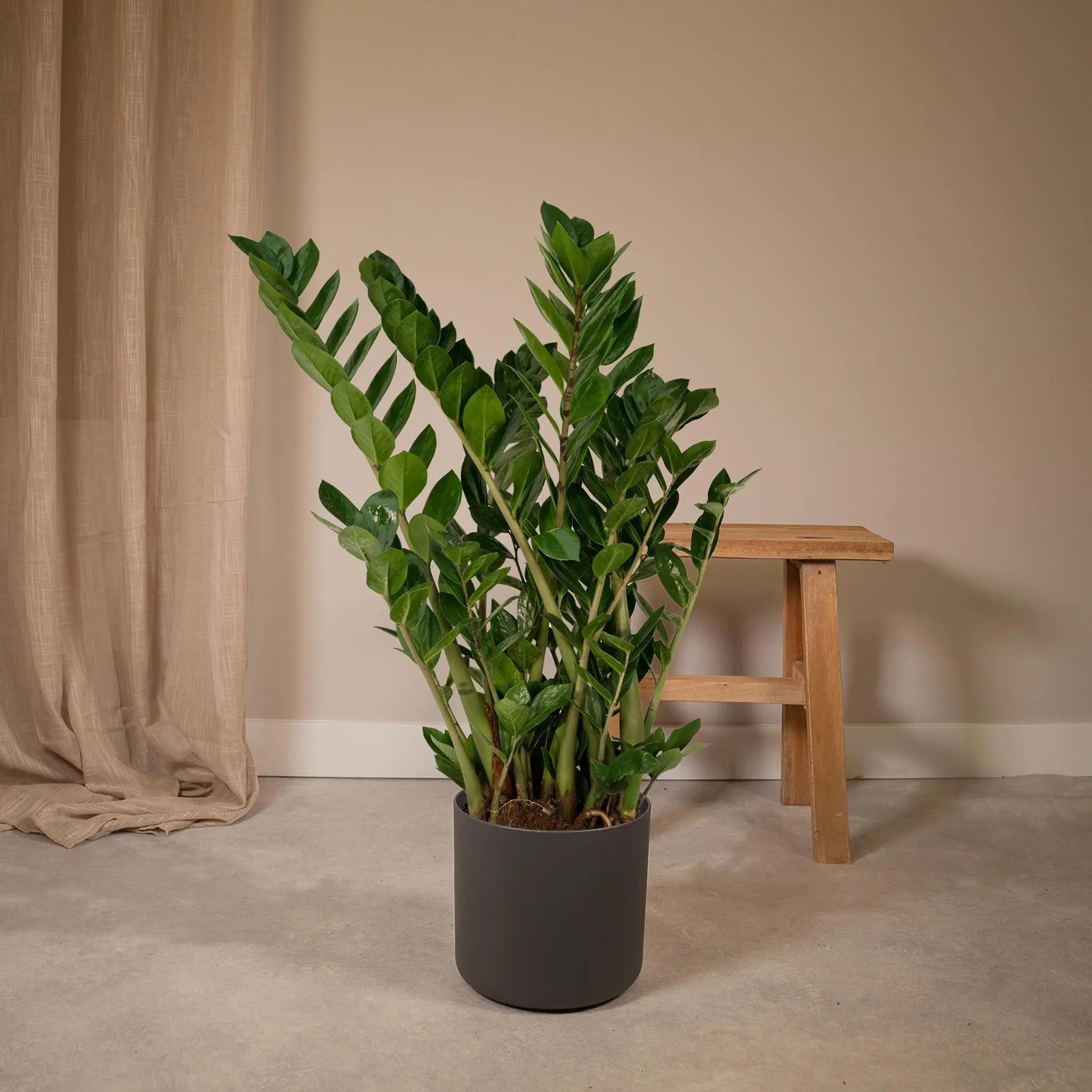 Zamioculcas Zamiifolia - Emerald palm - 80cm - Ø21 - Image