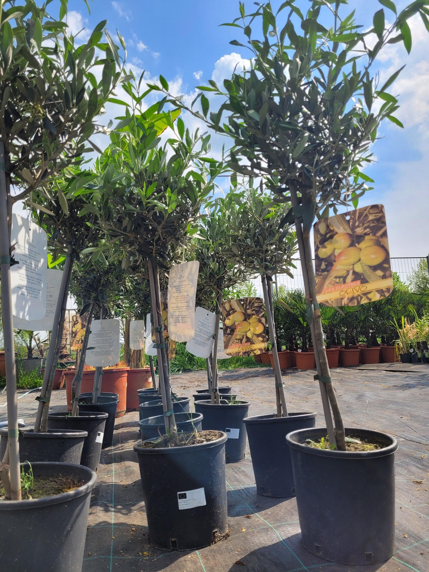 Olea europea - Olivenbaum Ölbaum - Image