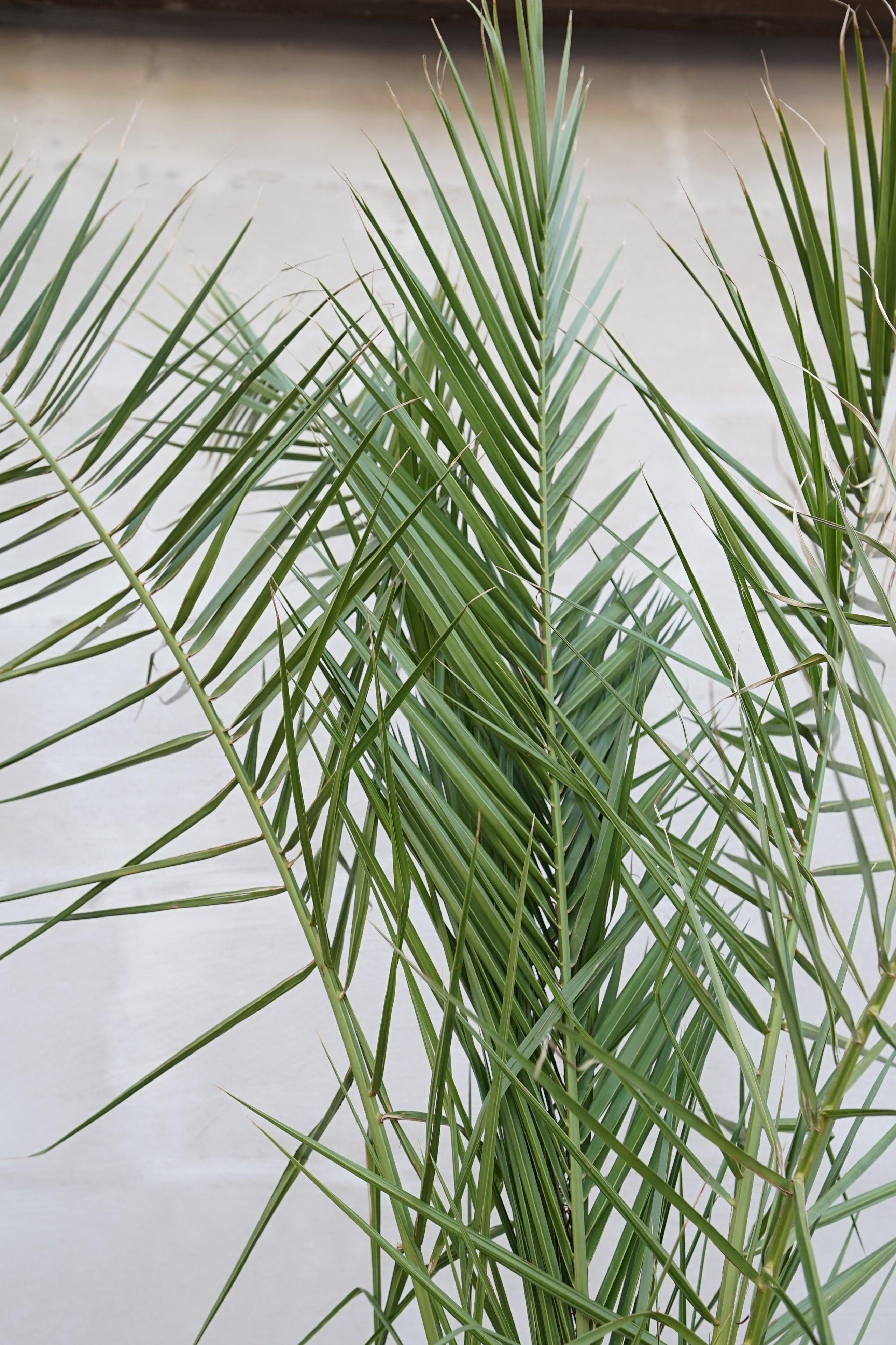 Phoenix canariensis - Kanarische Dattelpalme - Image