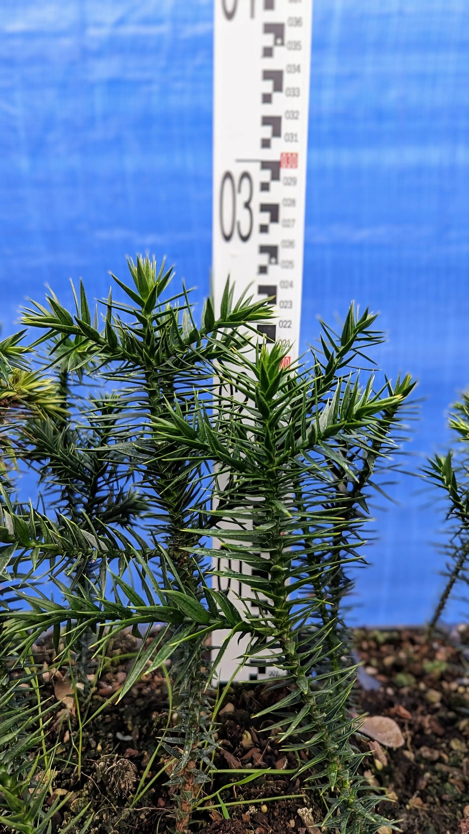 Araucaria araucana - Chilenische Araukarie - Image