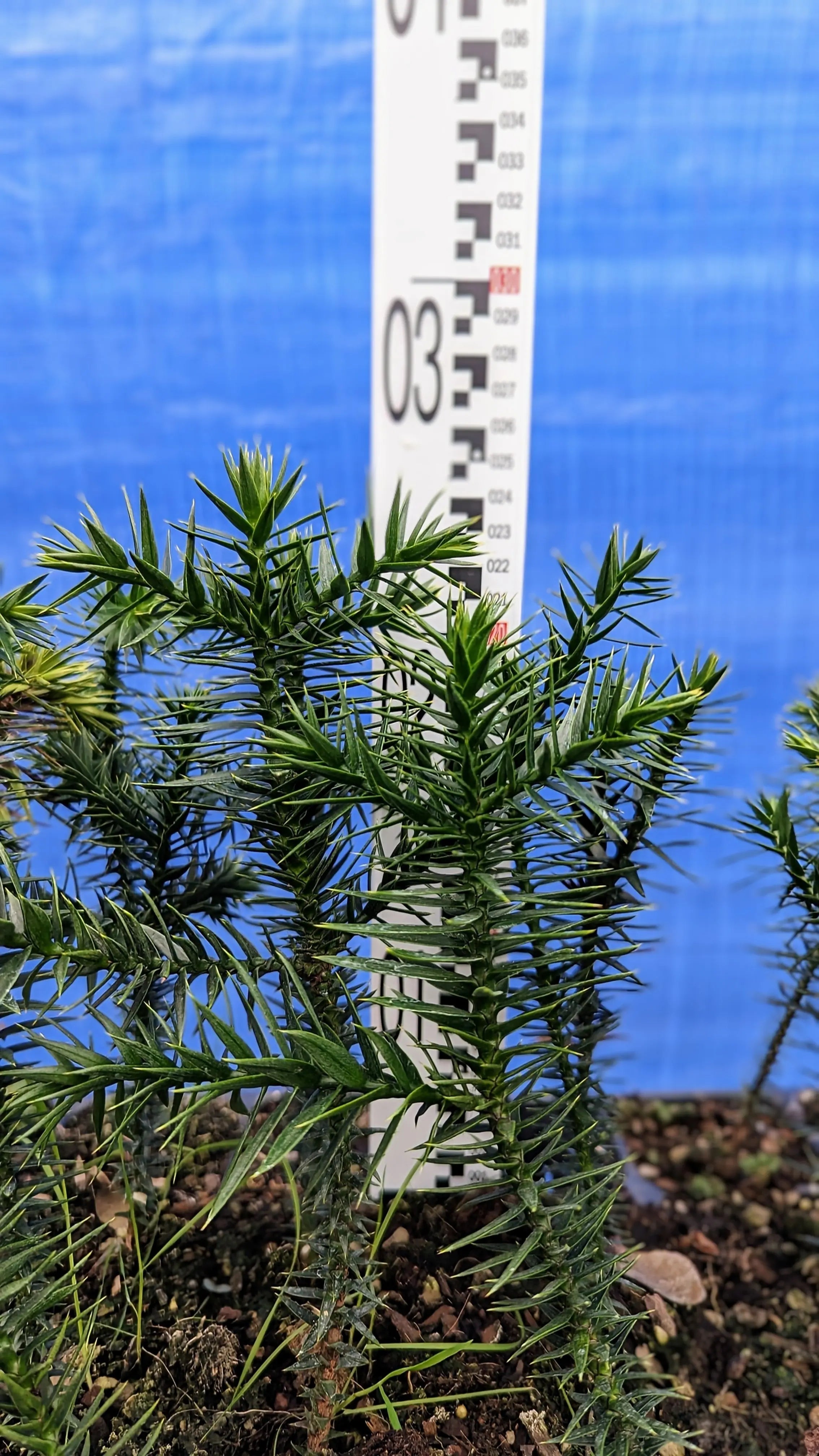 Araucaria araucana - Chilenische Araukarie - Image