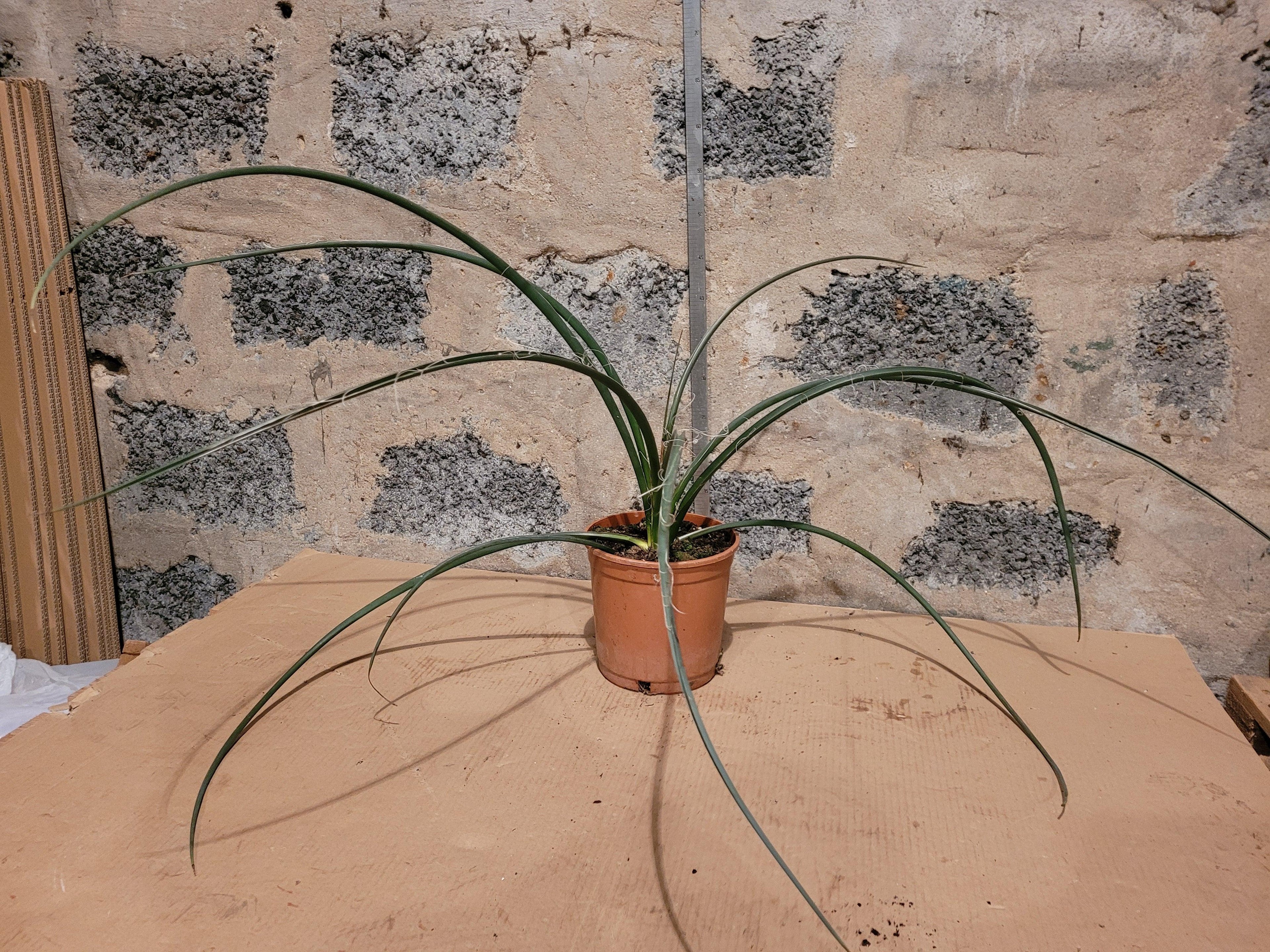 Hesperaloe parviflora - Stammlose Yucca - Image