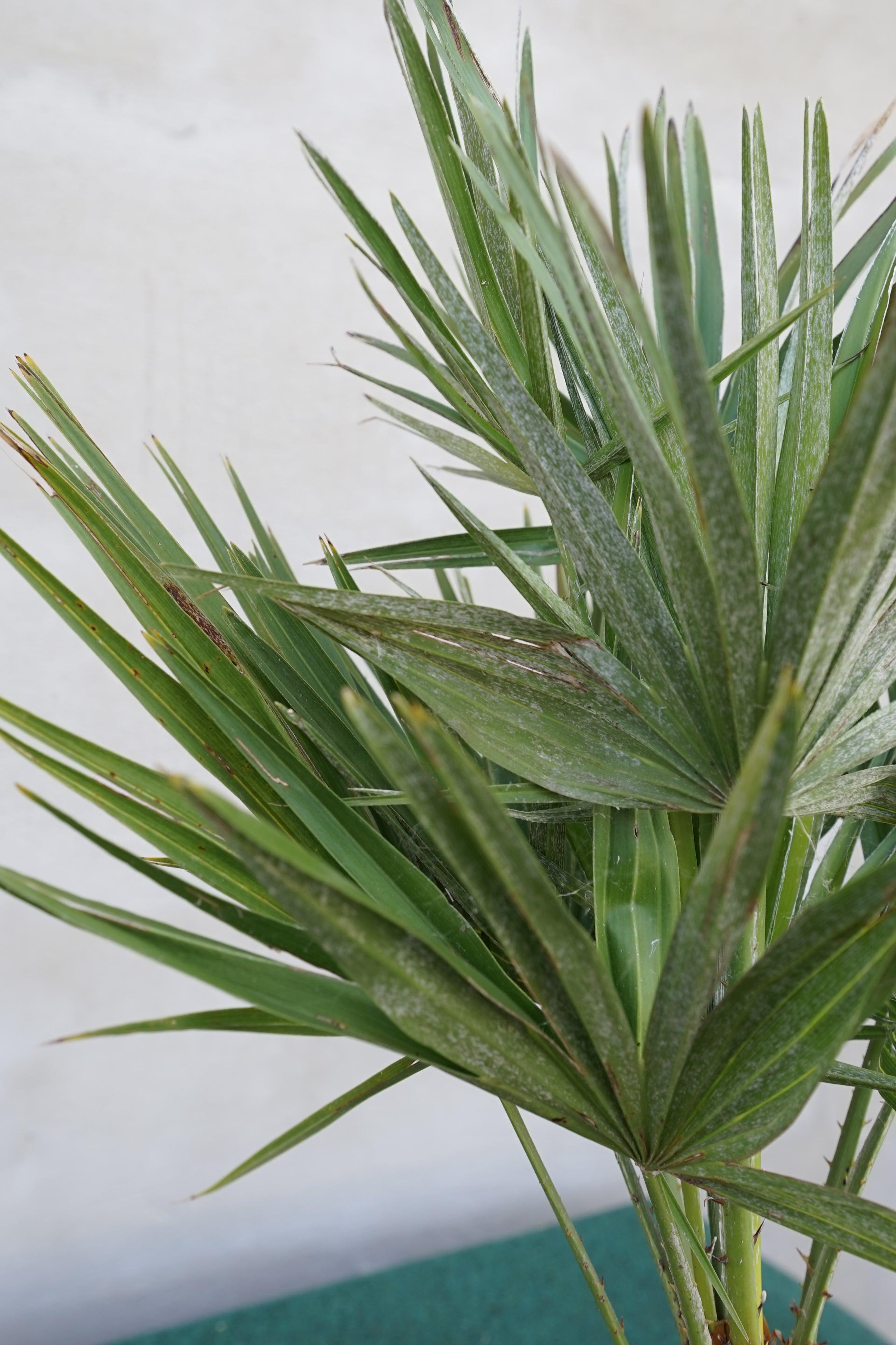 Chamaerops humilis vulcano - Kompakte Zwergpalme - Image