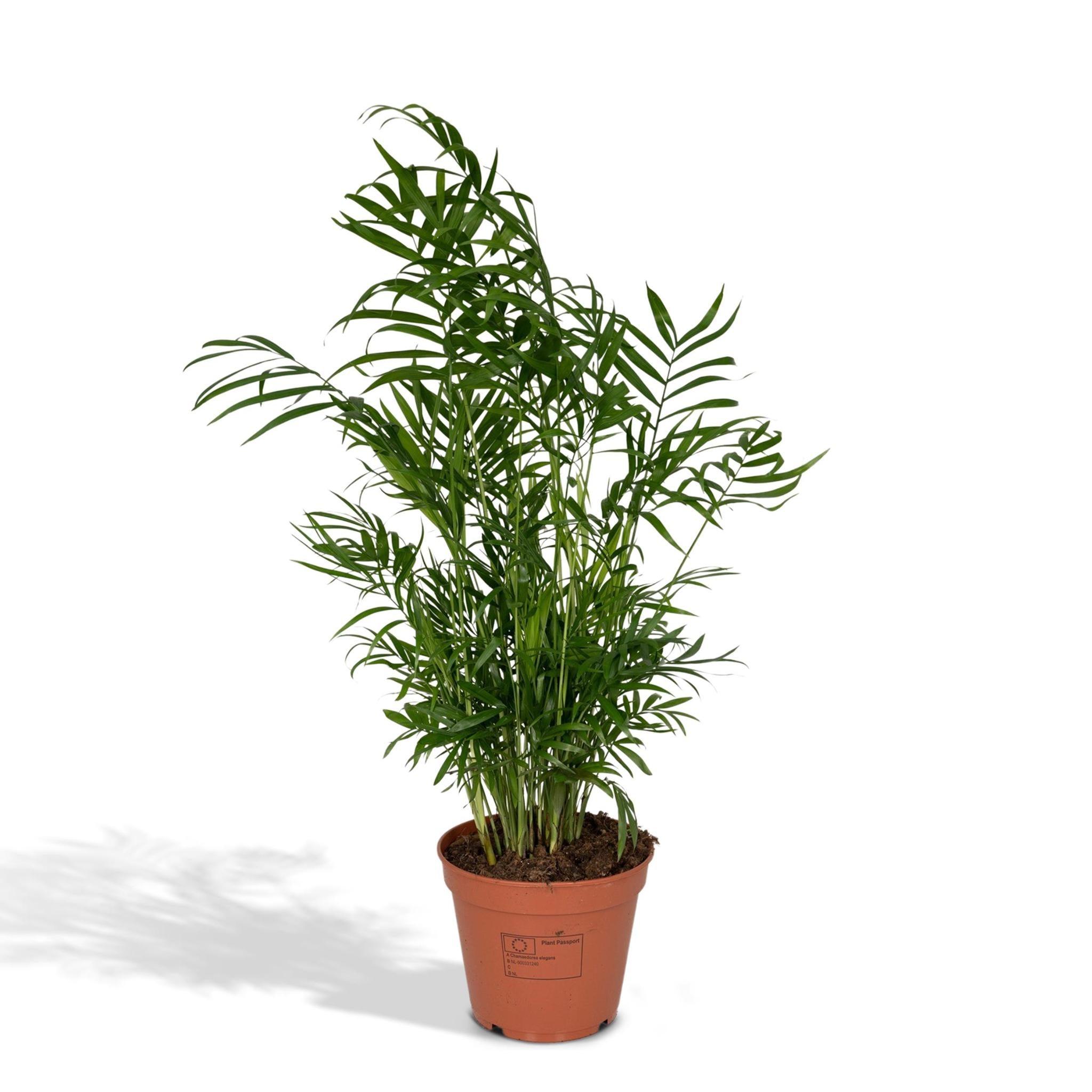 Chamaedorea Elegans - Mexicaanse Bergpalm - 55cm - Ø17 - Image