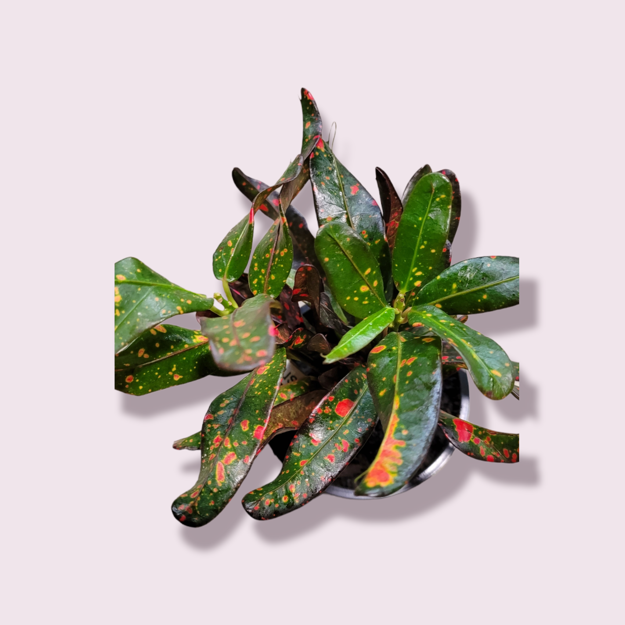 Codiaeum variegatum &