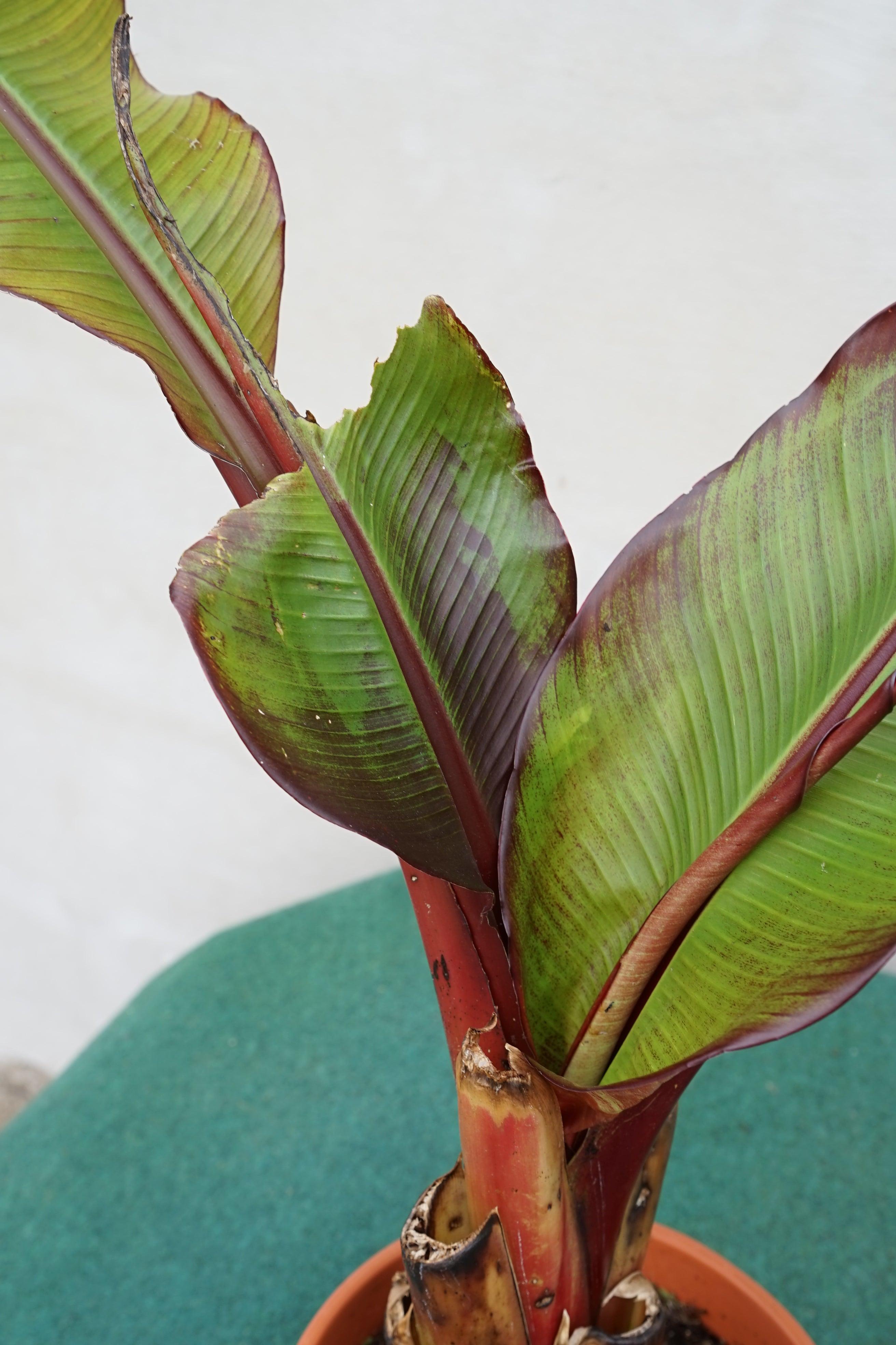 Ensete ventricosum Maurelii - Abyssian Banane - Image