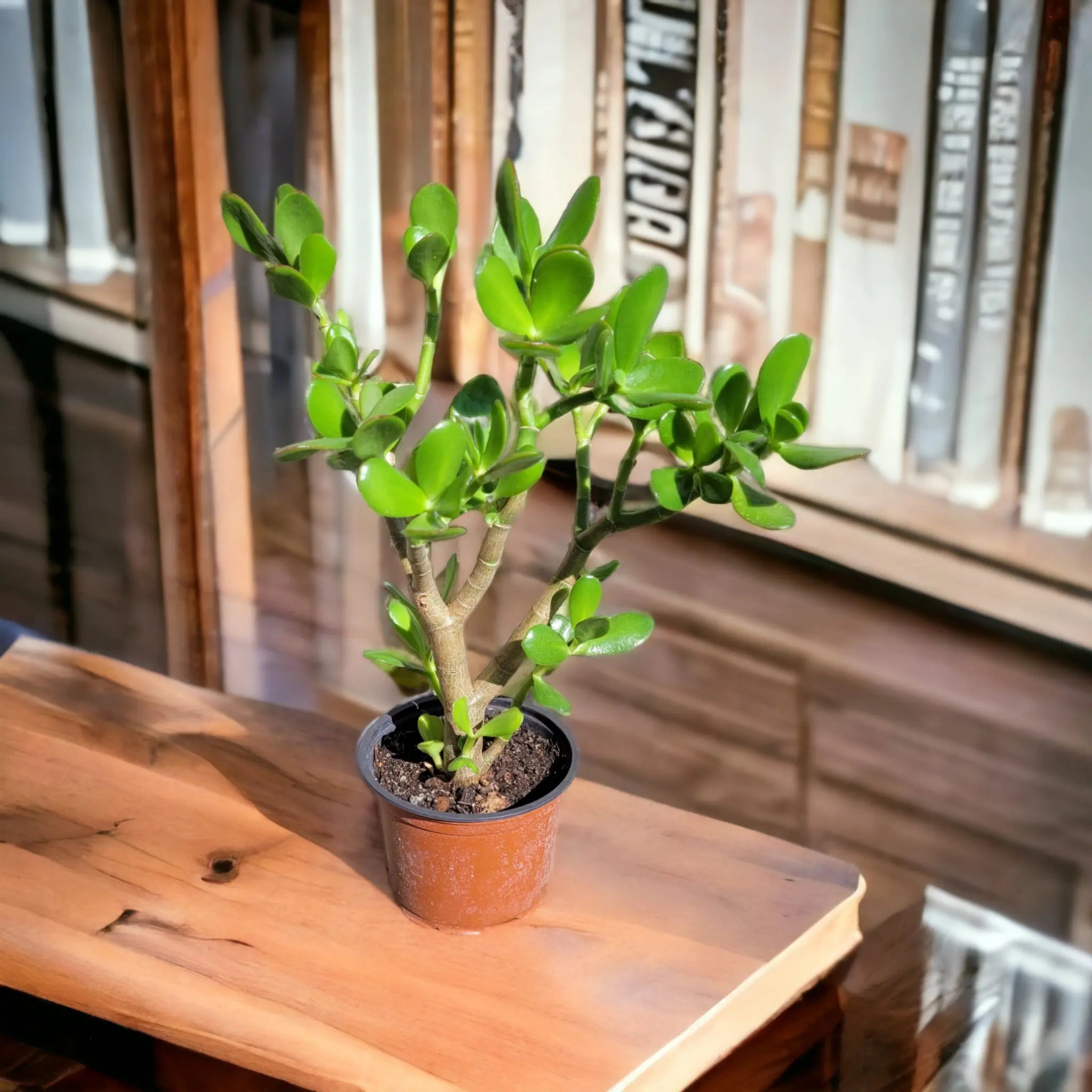 Crassula ovata - Jadestrauch Geldbaum - Image