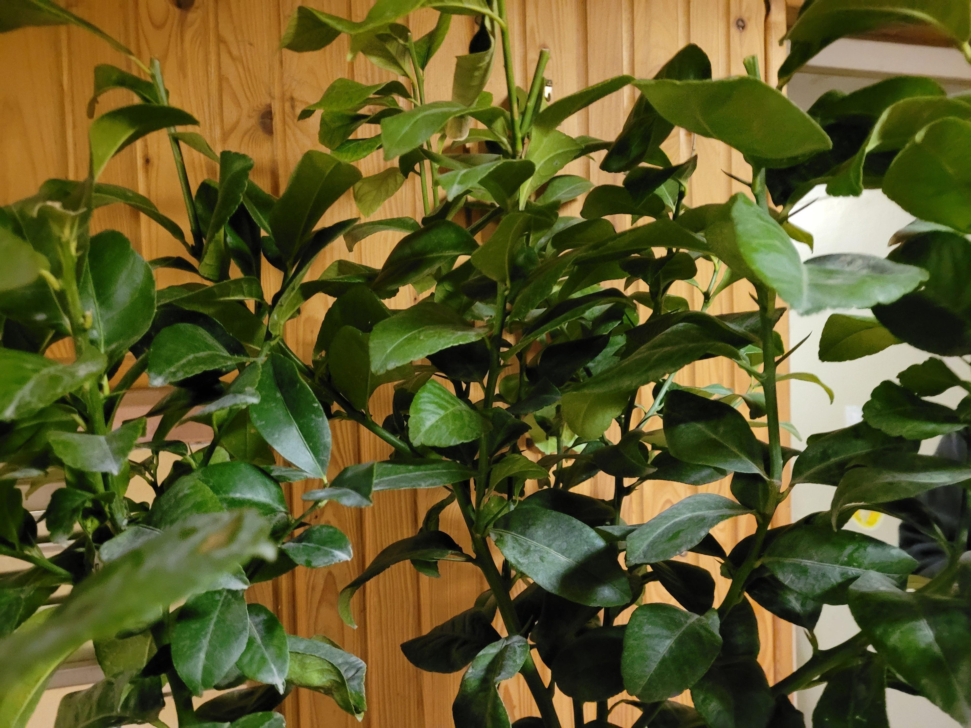 Citrus limon - Zitrone Zitronenbaum - Image