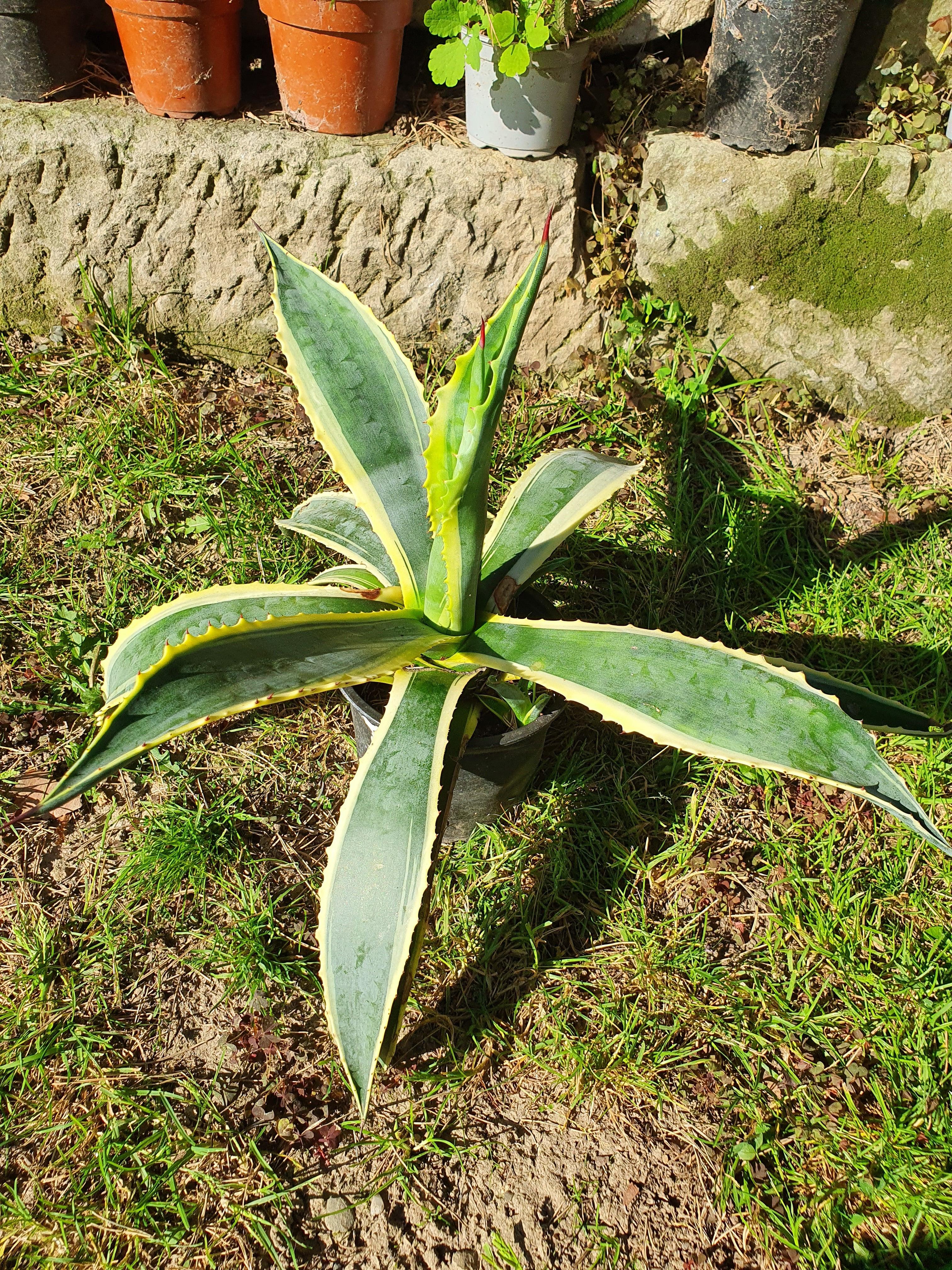 Agave Americana variegata - Amerikanische Agave - Image