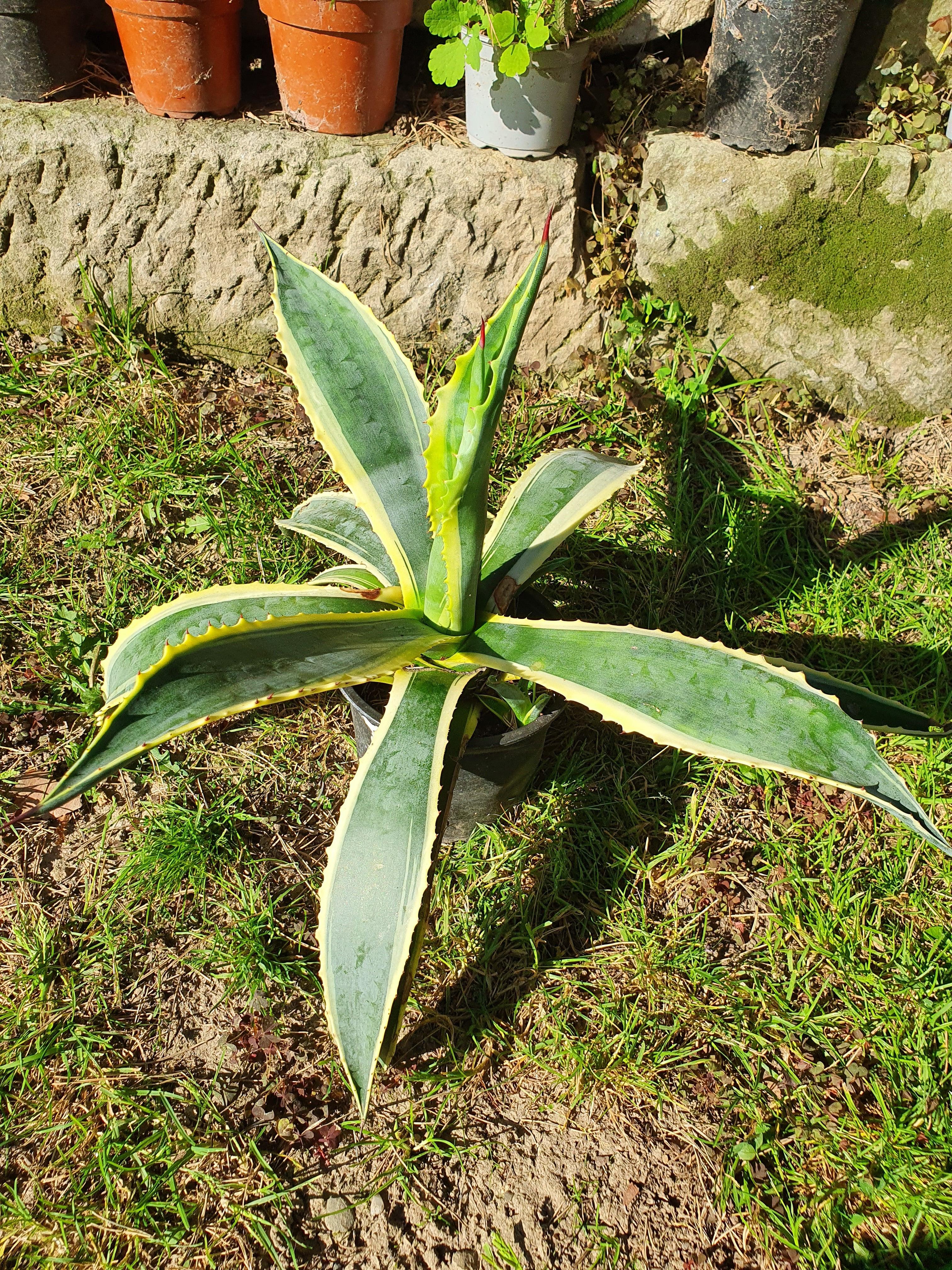 Agave Americana variegata - Amerikanische Agave - Image 