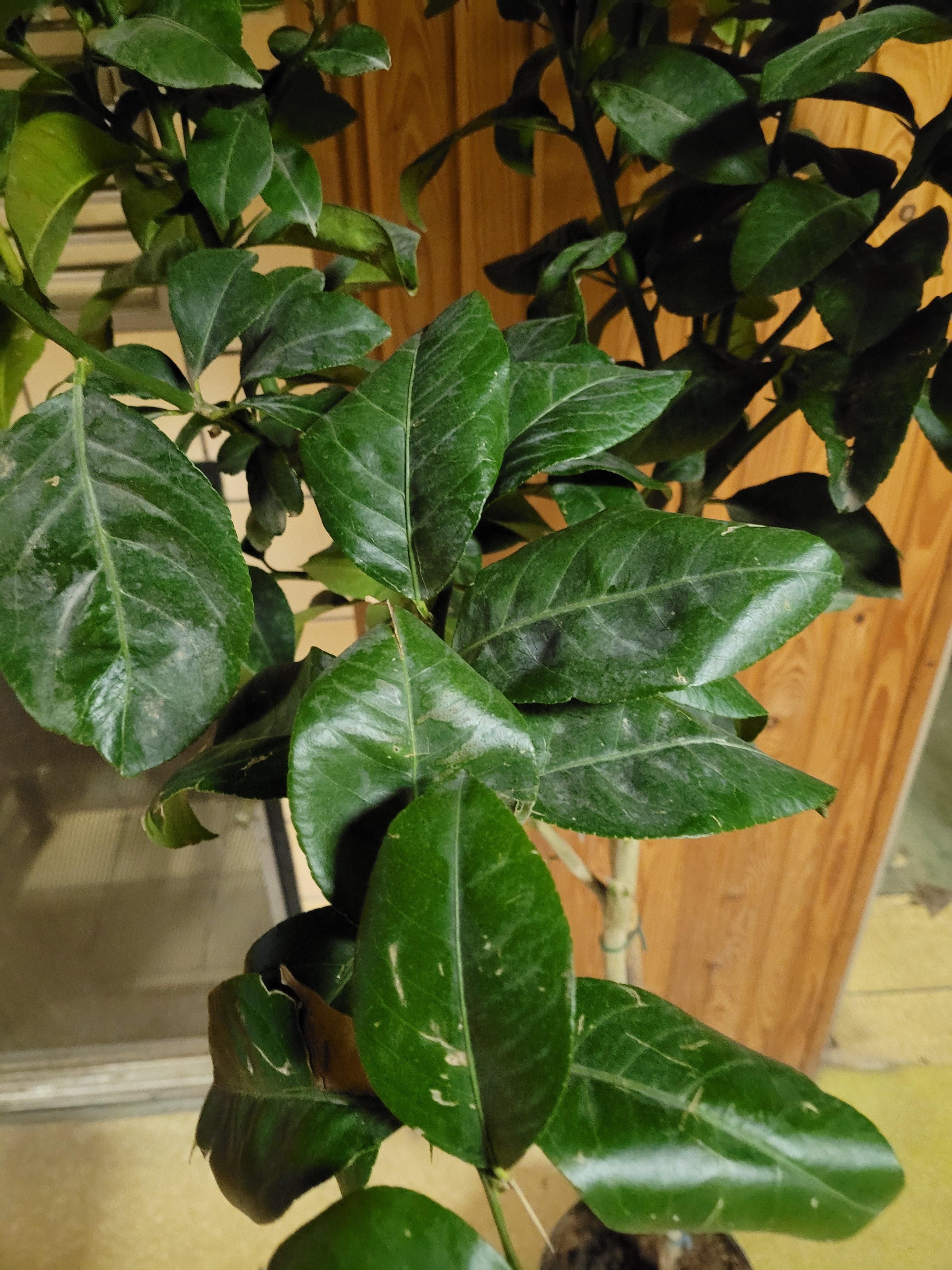 Citrus limon - Zitrone Zitronenbaum - Image