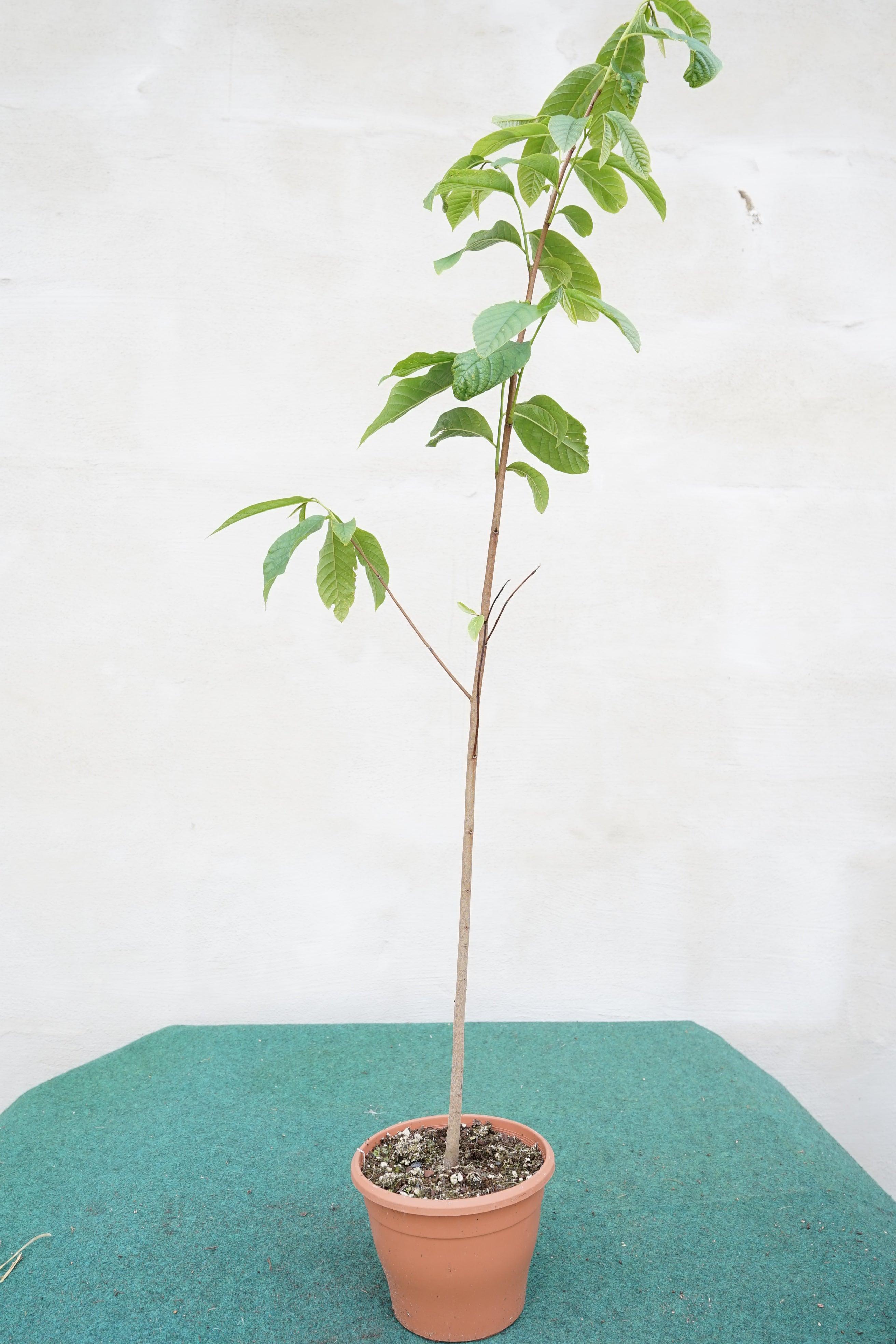Asimina triloba &