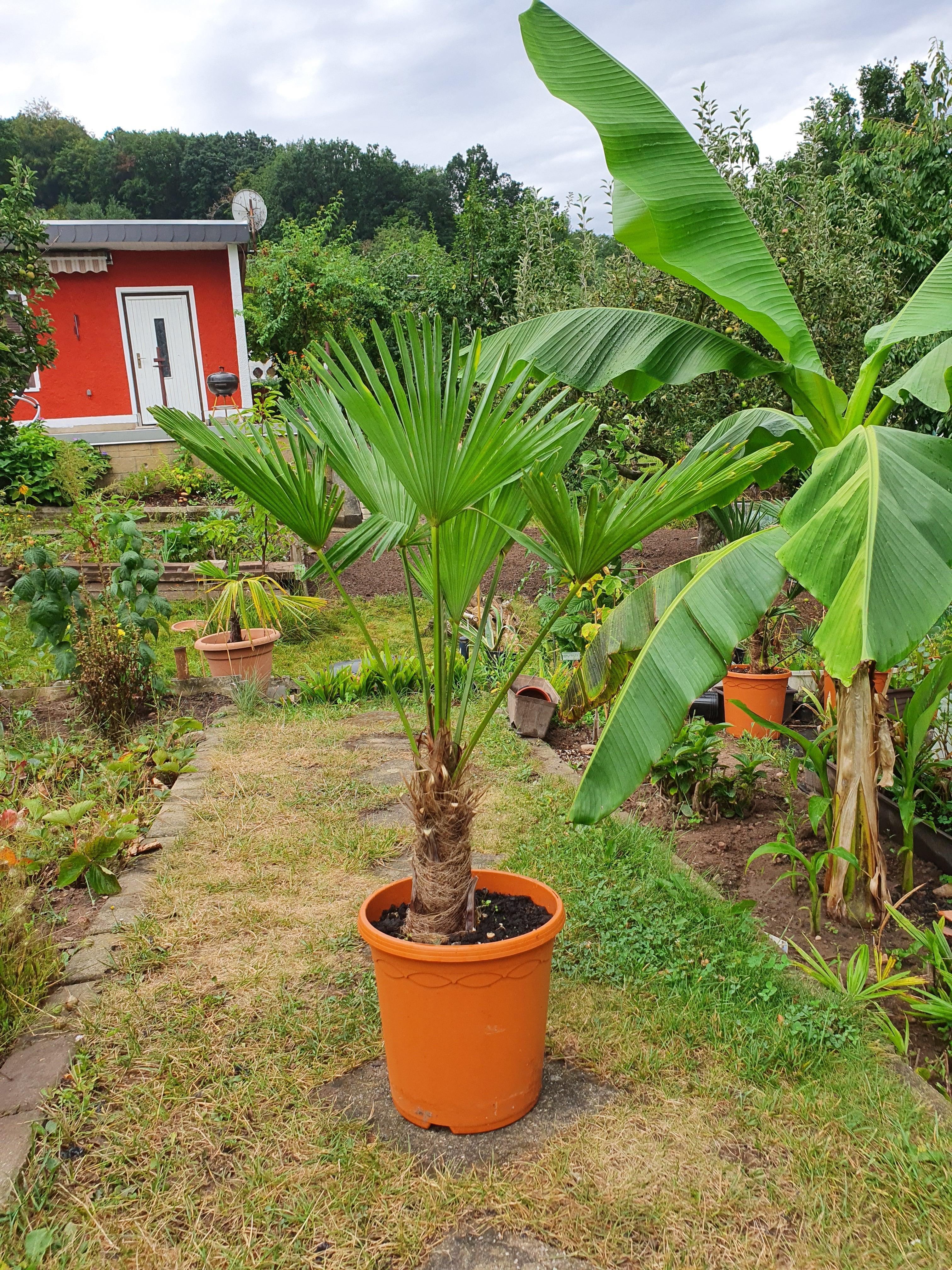 Trachycarpus wagnerianus - Wagner Hanfpalme Fächerpalmen Sachsenpalmen 90 – 100 cm 20 – 30 cm