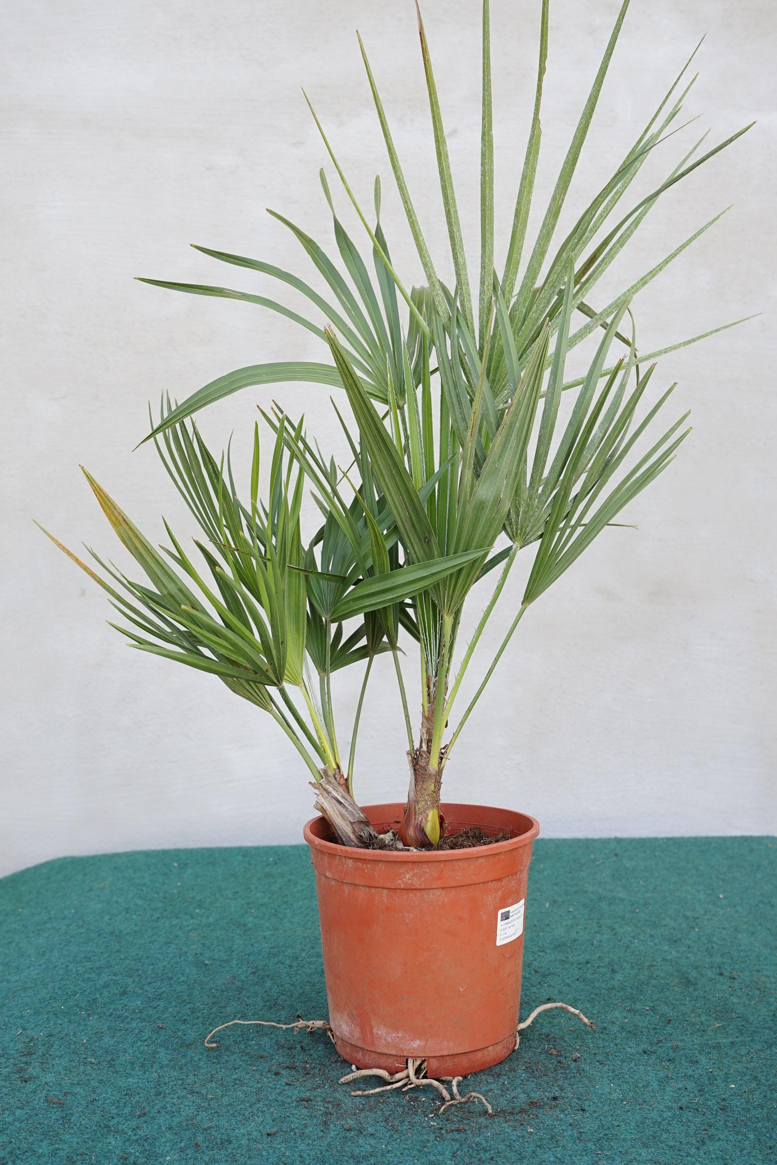 Chamaerops humilis - Europäische Zwergpalme - Image