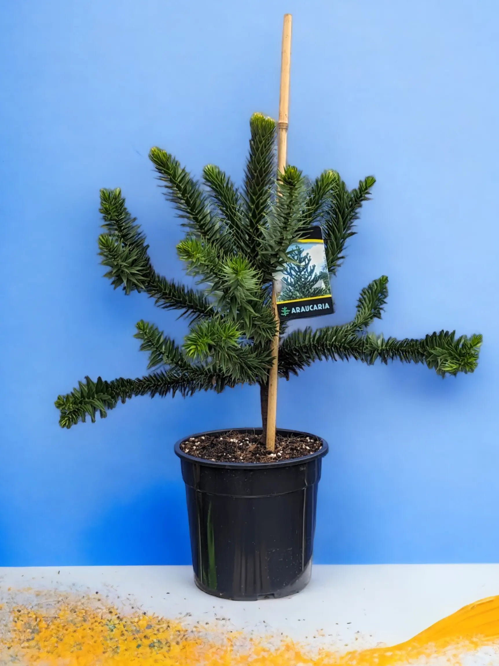 Araucaria araucana - Chilenische Araukarie - Image