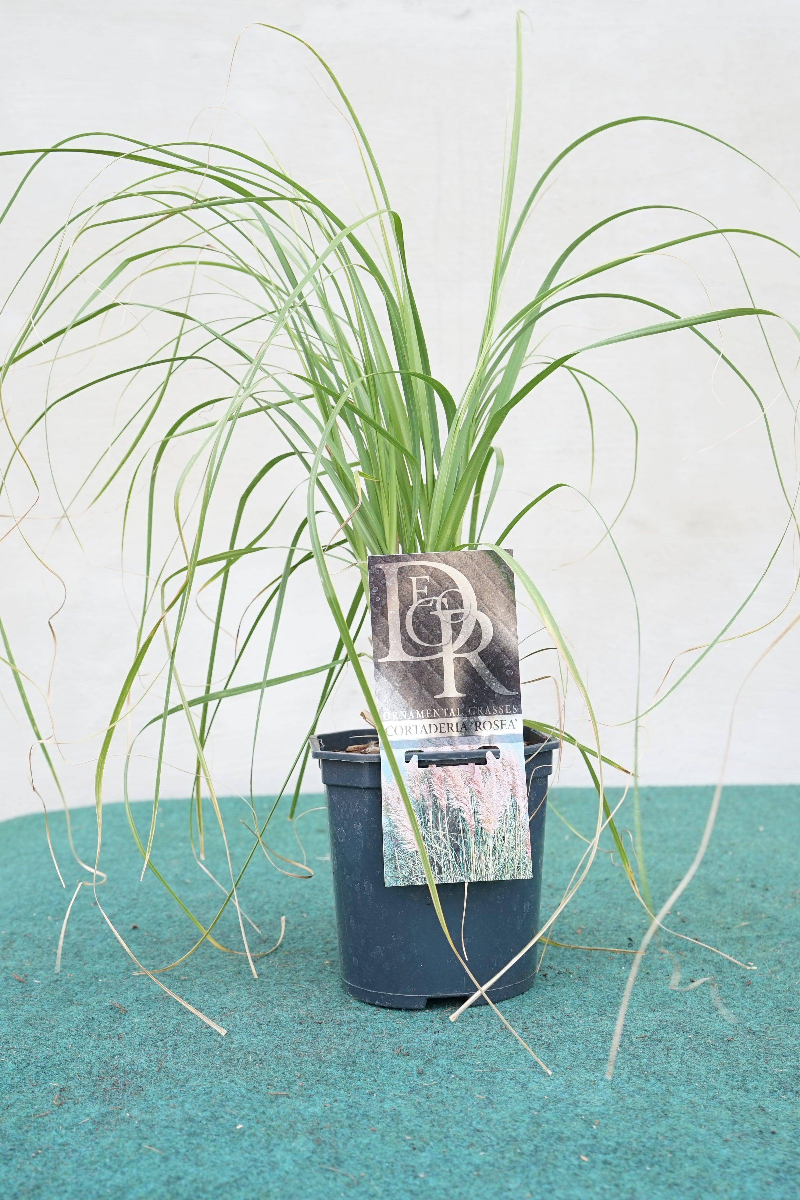 Cortaderia selloana - Pampasgras - Image