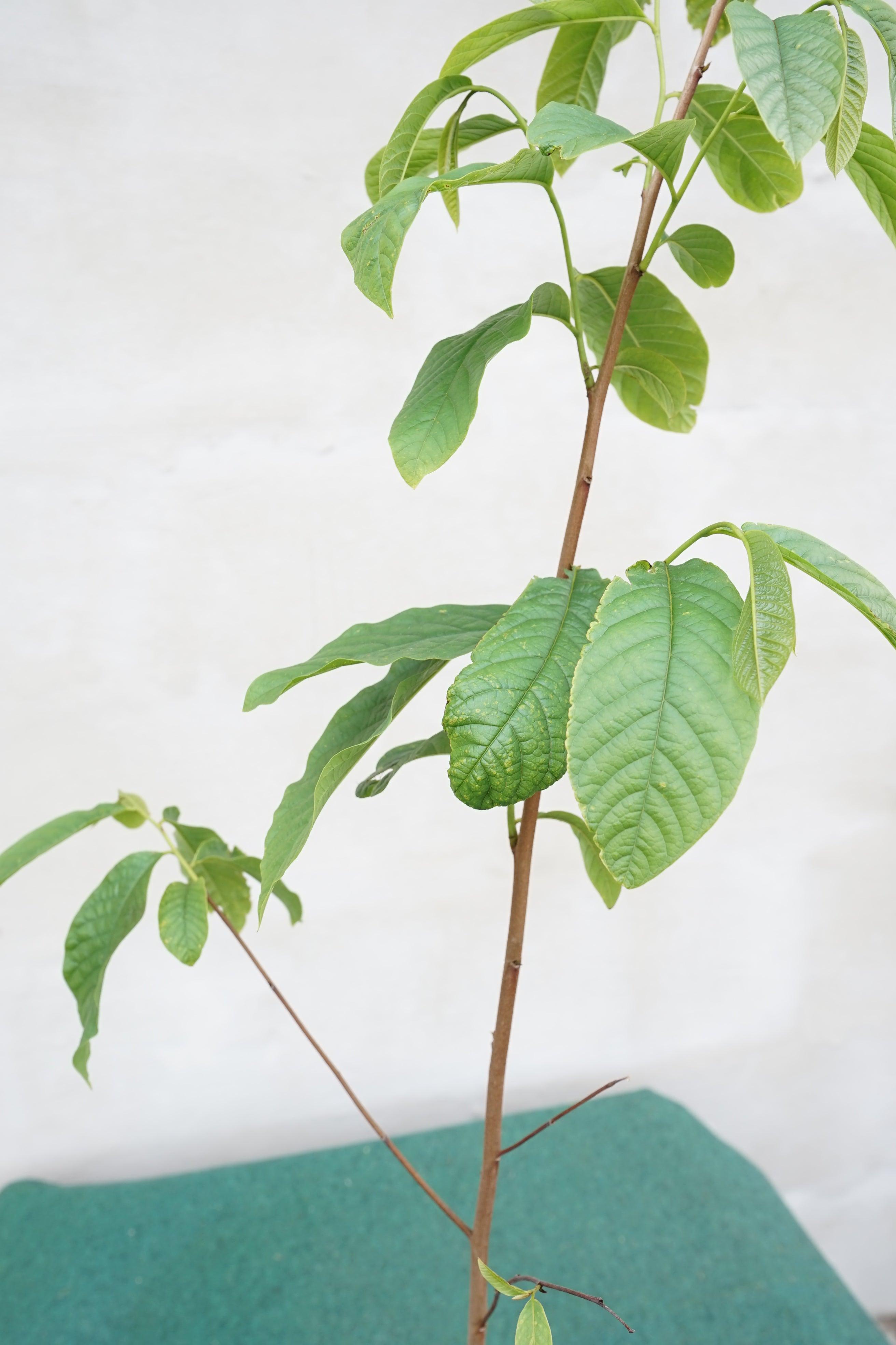Asimina triloba &