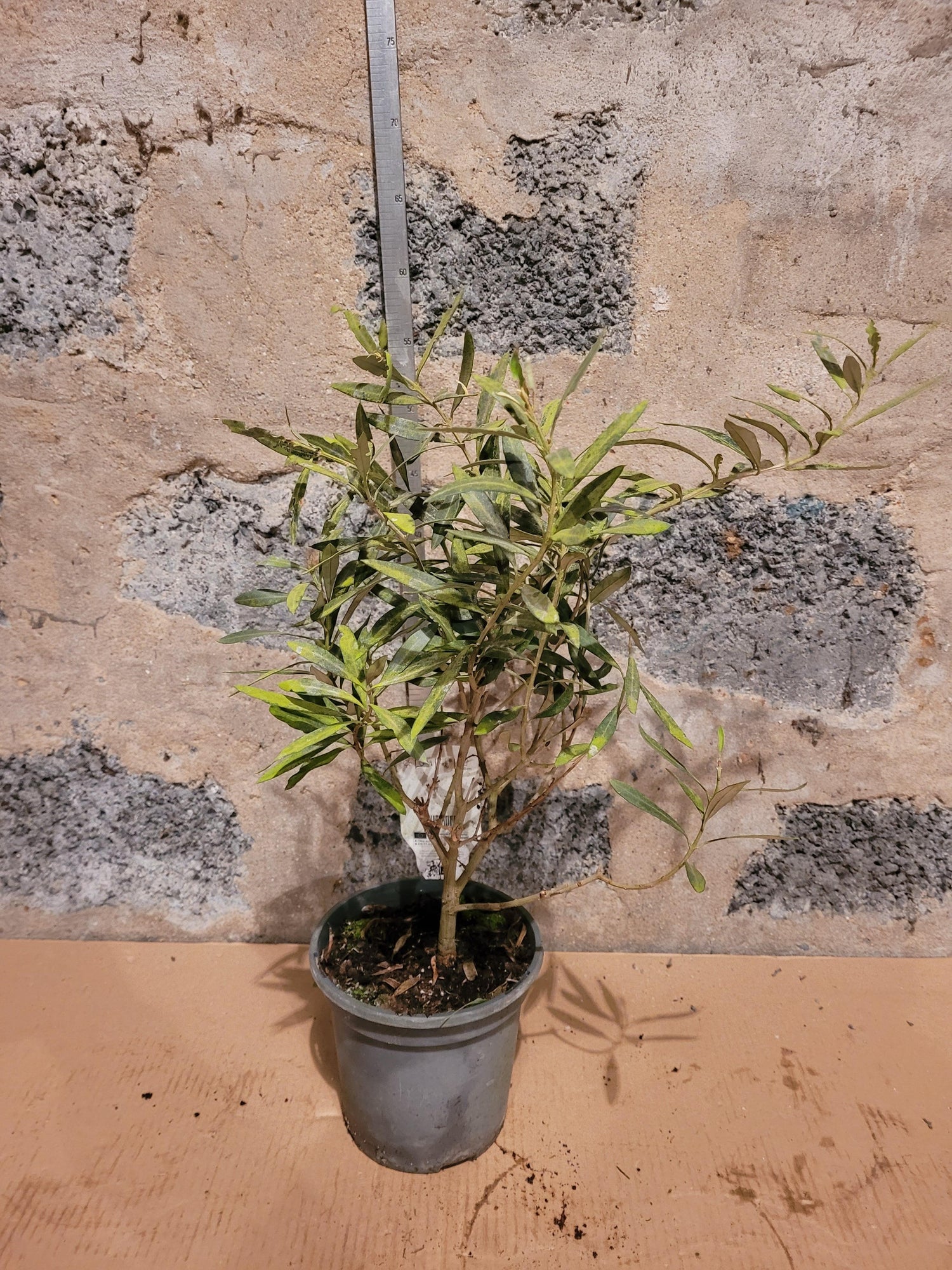 Olea europea - Olivenbaum Ölbaum - Image