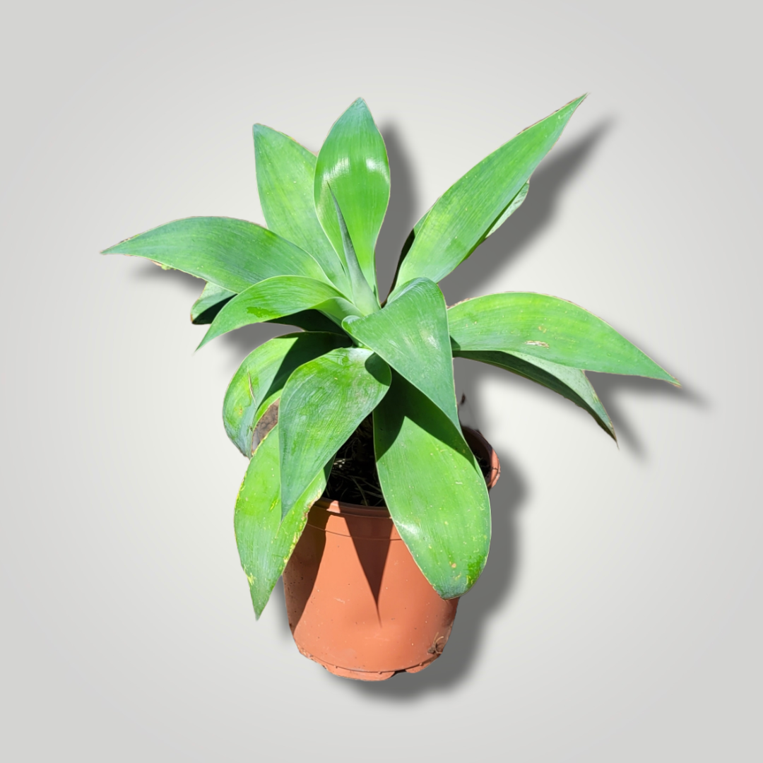 Agava attenuata - Drachenbaum Agave - Image