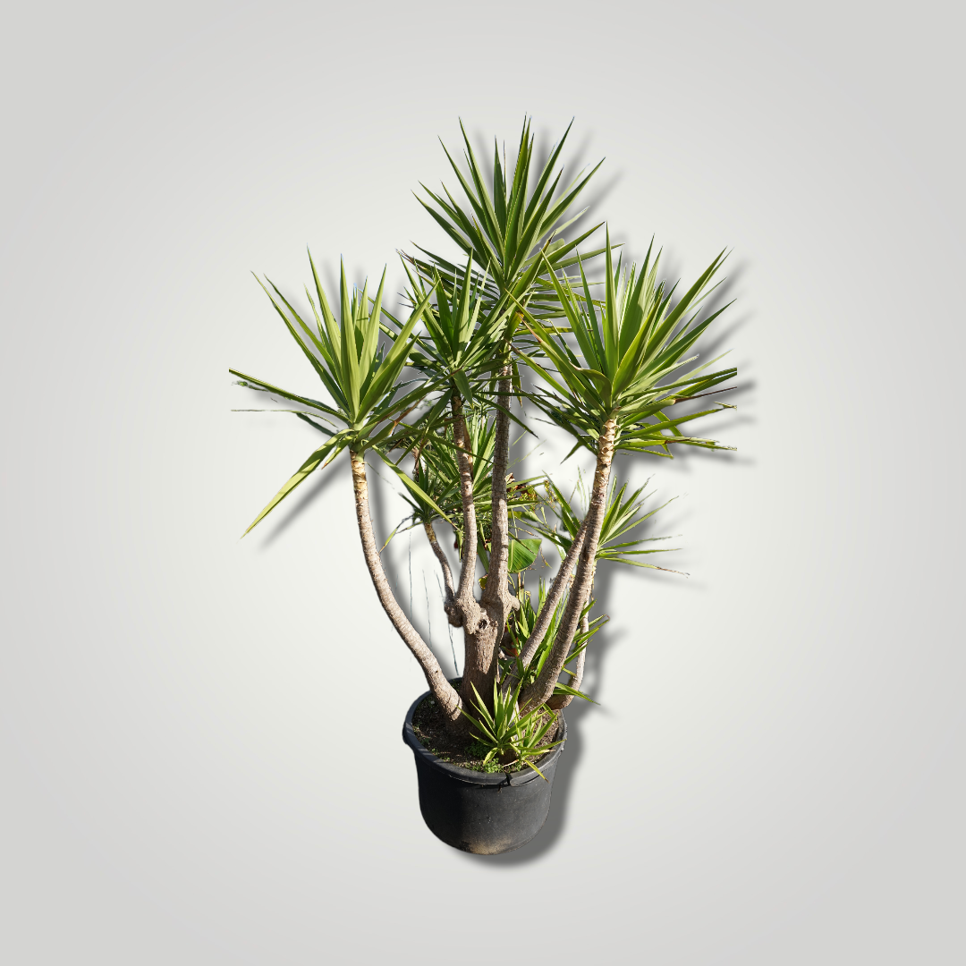 Yucca elephantipes - Riesenpalmlilie - Image