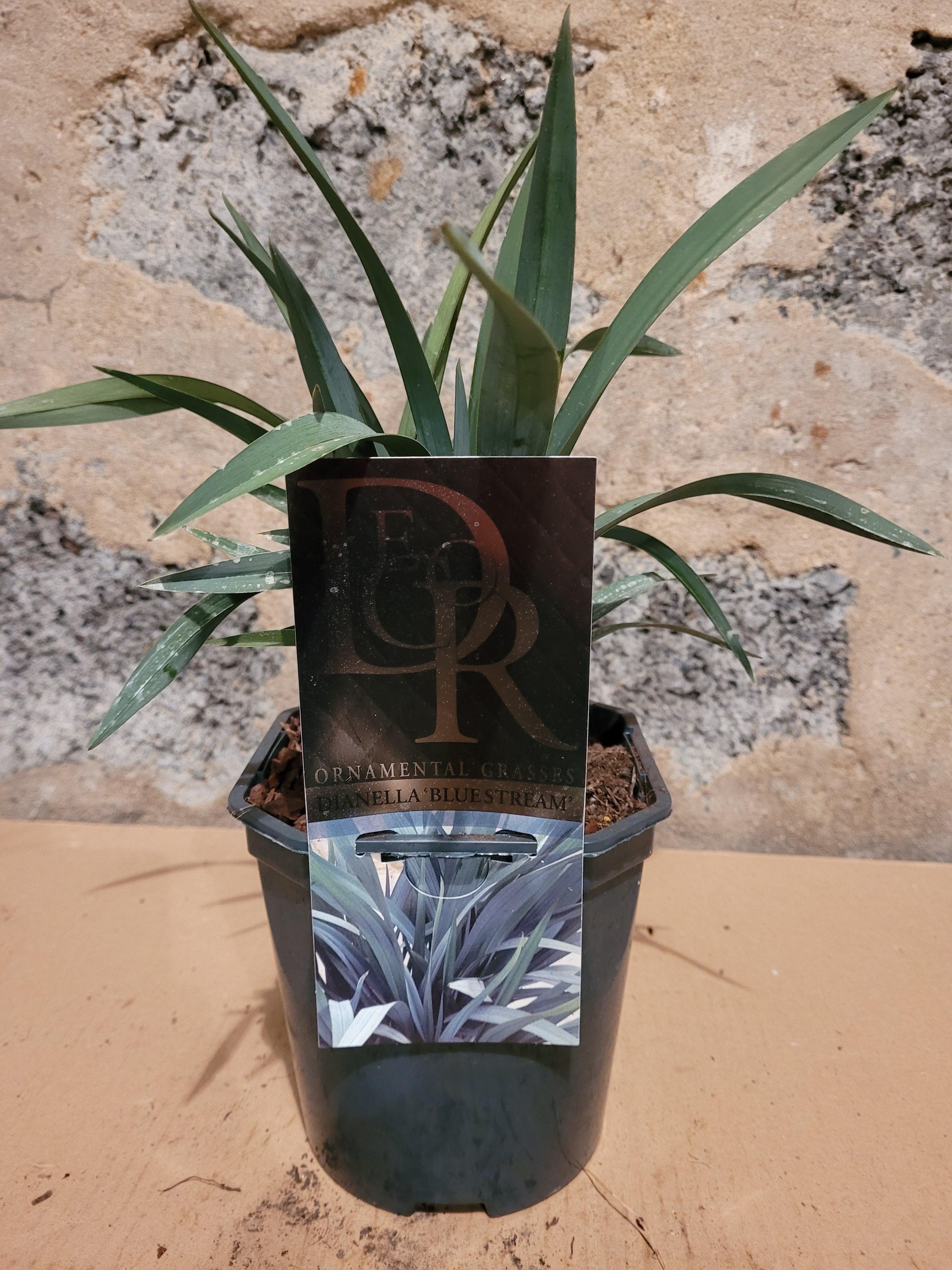 Dianella Bluestream - Ziergras - Image